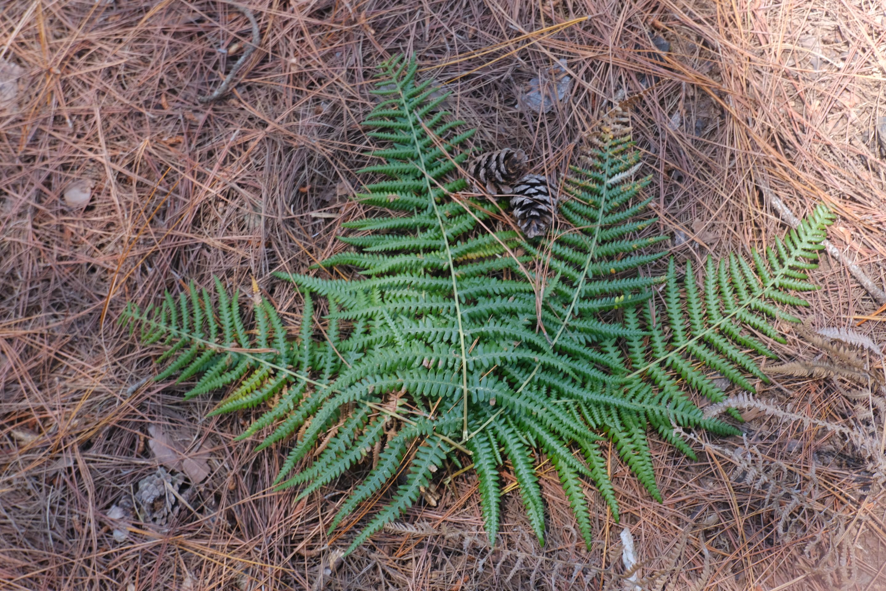 DSCF5923.JPG