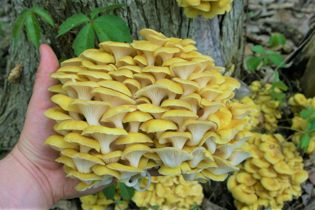 golden_oyster1.jpeg