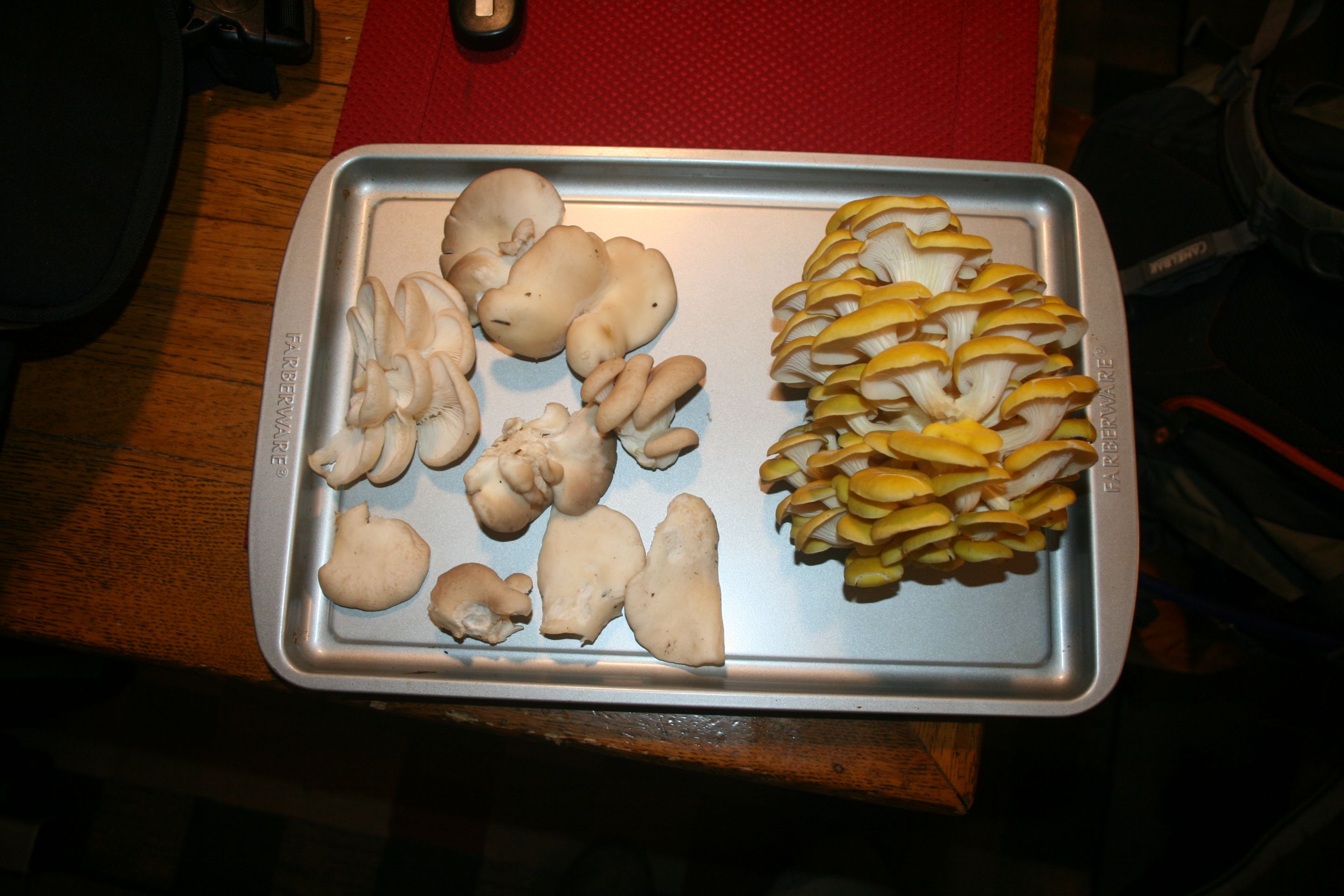 IMG_3391.JPG