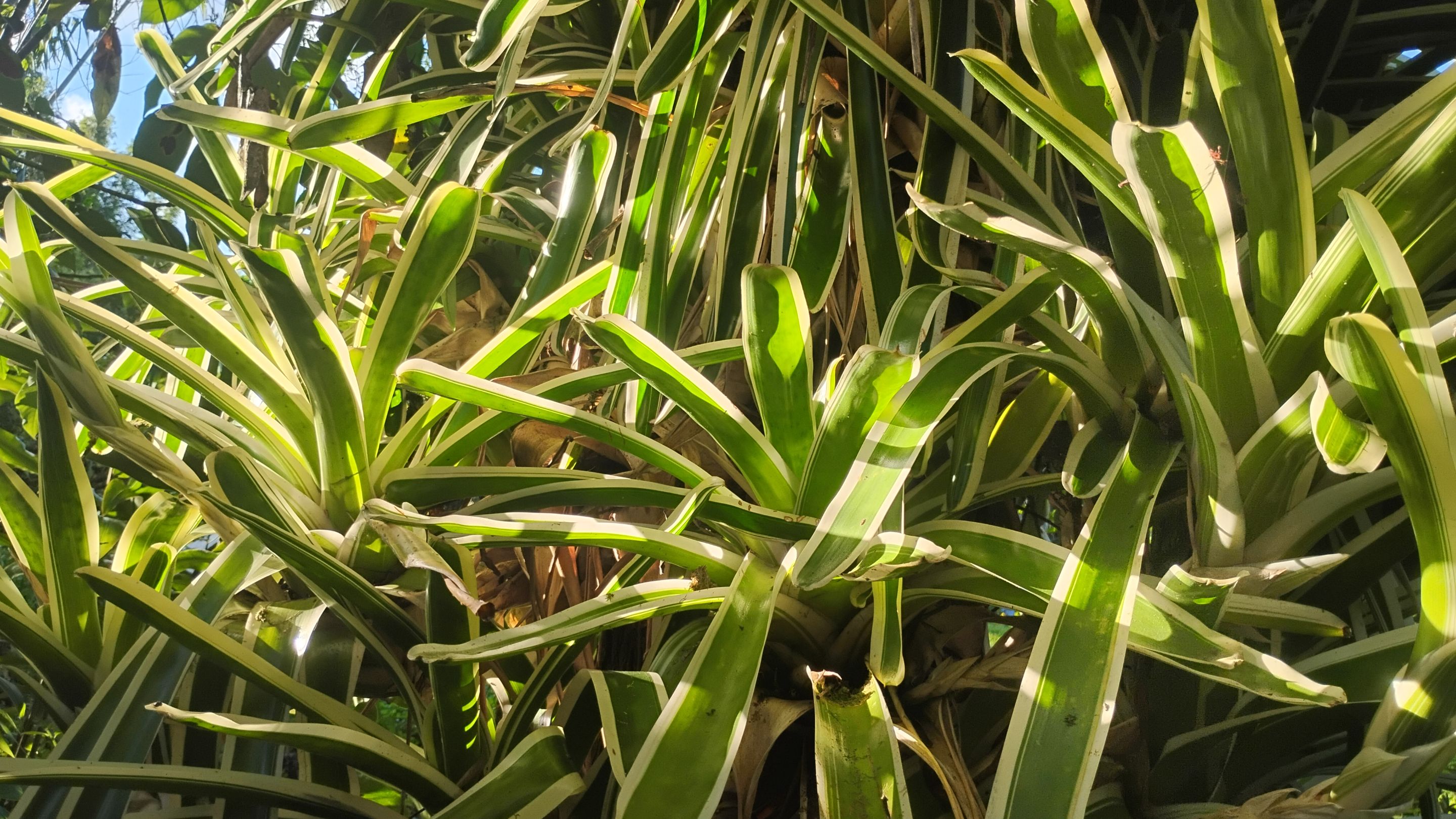 IMG_20250905_172049449_HDR.jpg