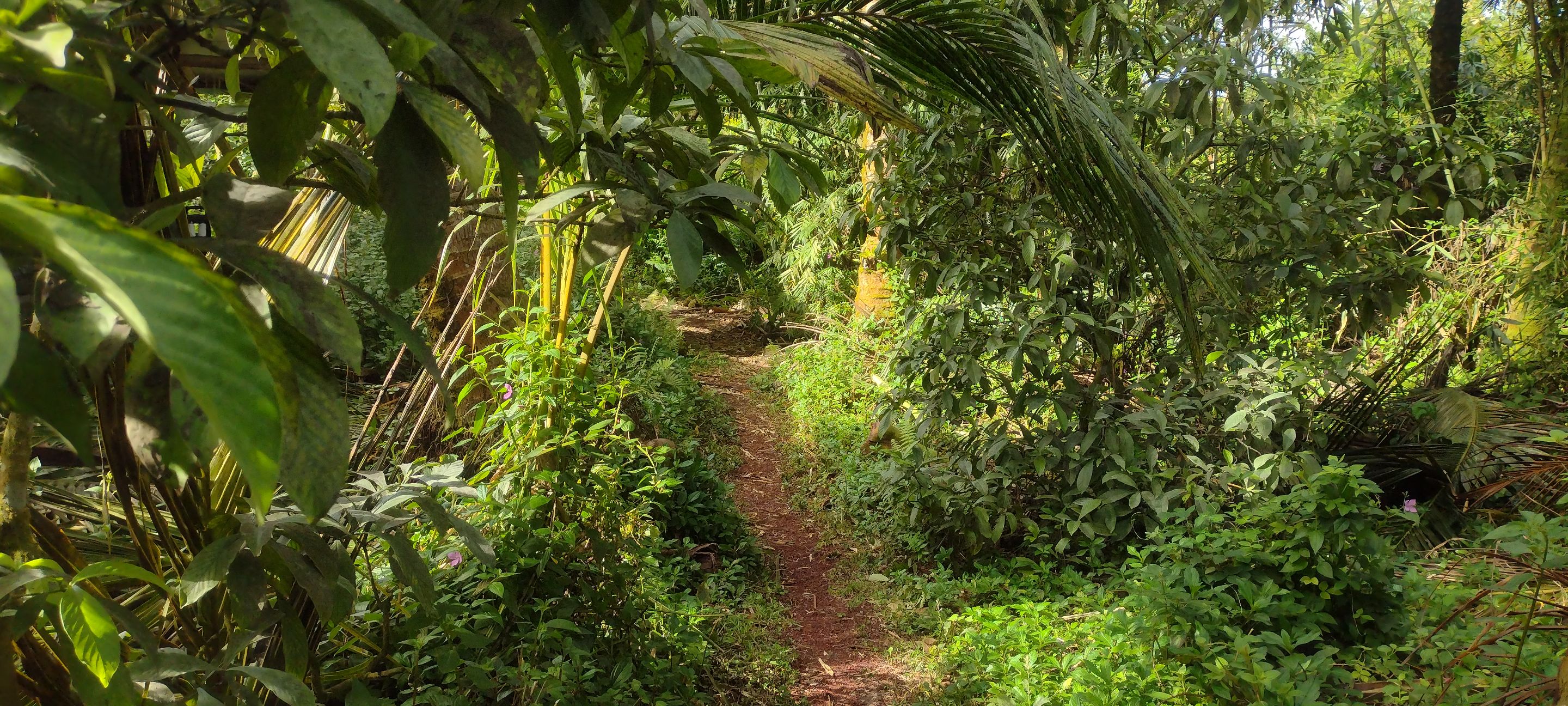 I Am #AliveAndThriving Today! || #IAmAliveChallenge || Daily Off-Grid Jungle Journal Entry: Day #587 - When We're Ready to Heal, It Happens Fast! - GaiaYoga Gardens, Lower Puna, Far East Big Island, Hawai'i - Wednesday, March 6, 2024 