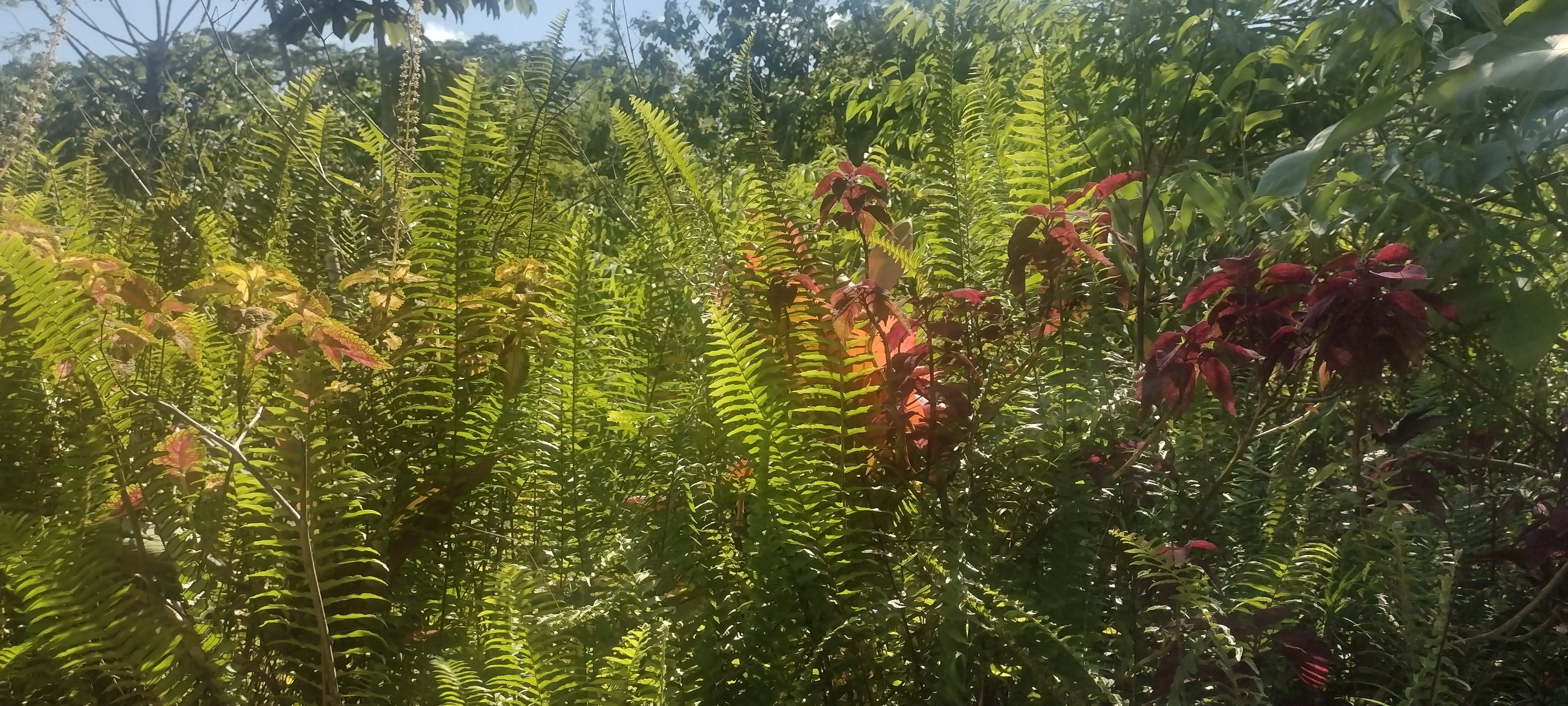 IMG_20230702_153226866_HDR.jpg