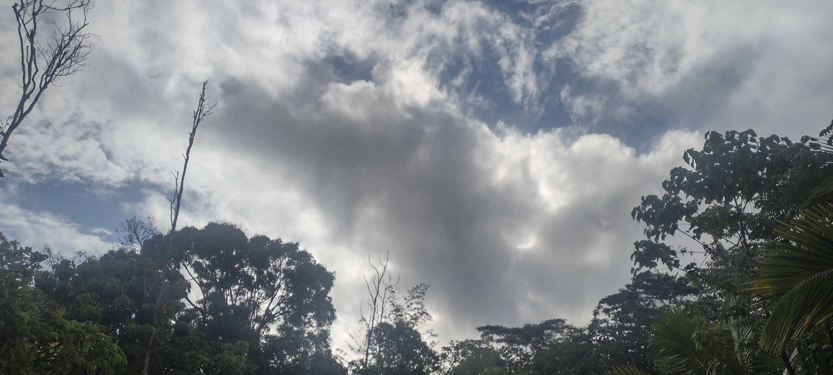 I Am #AliveAndThriving Today! || #IAmAliveChallenge || Daily Off-Grid Jungle Journal Entry: Day #323 - The Importance of Hive Governance - GaiaYoga Gardens, Lower Puna, Far East Big Island, Hawai'i - Thursday, June 15, 2023 