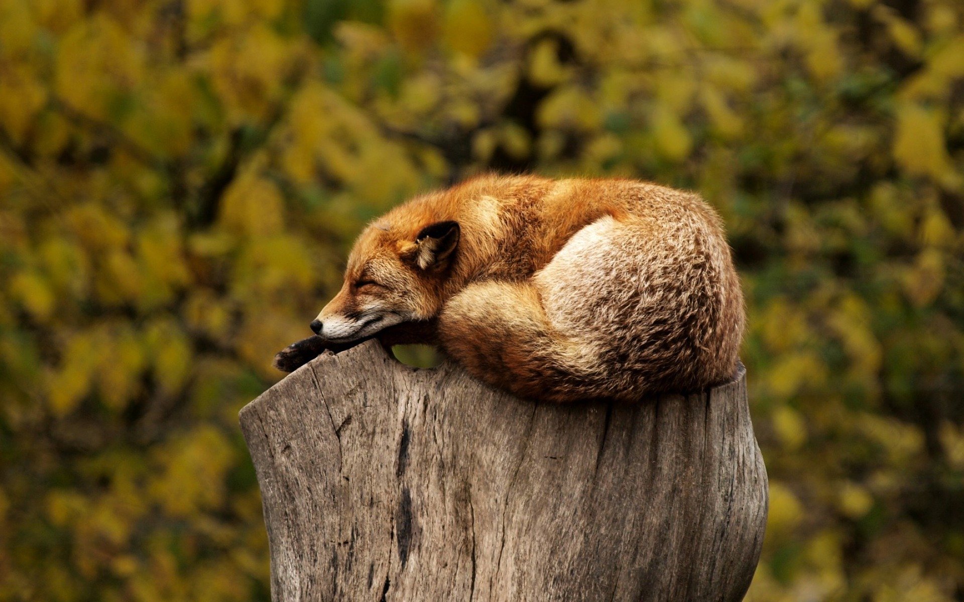 fox1284512_1920.jpg