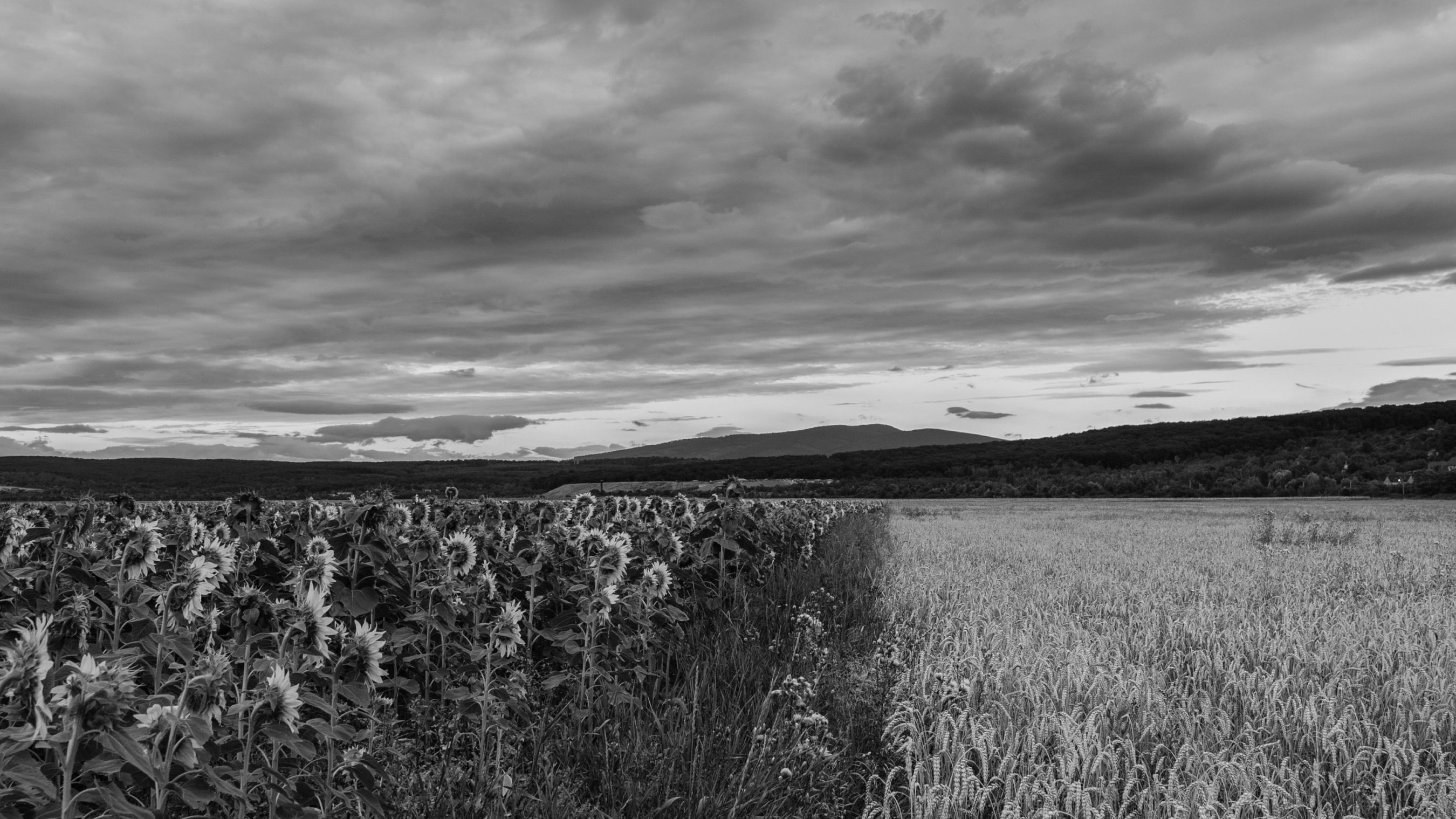 DSC_7127.jpg