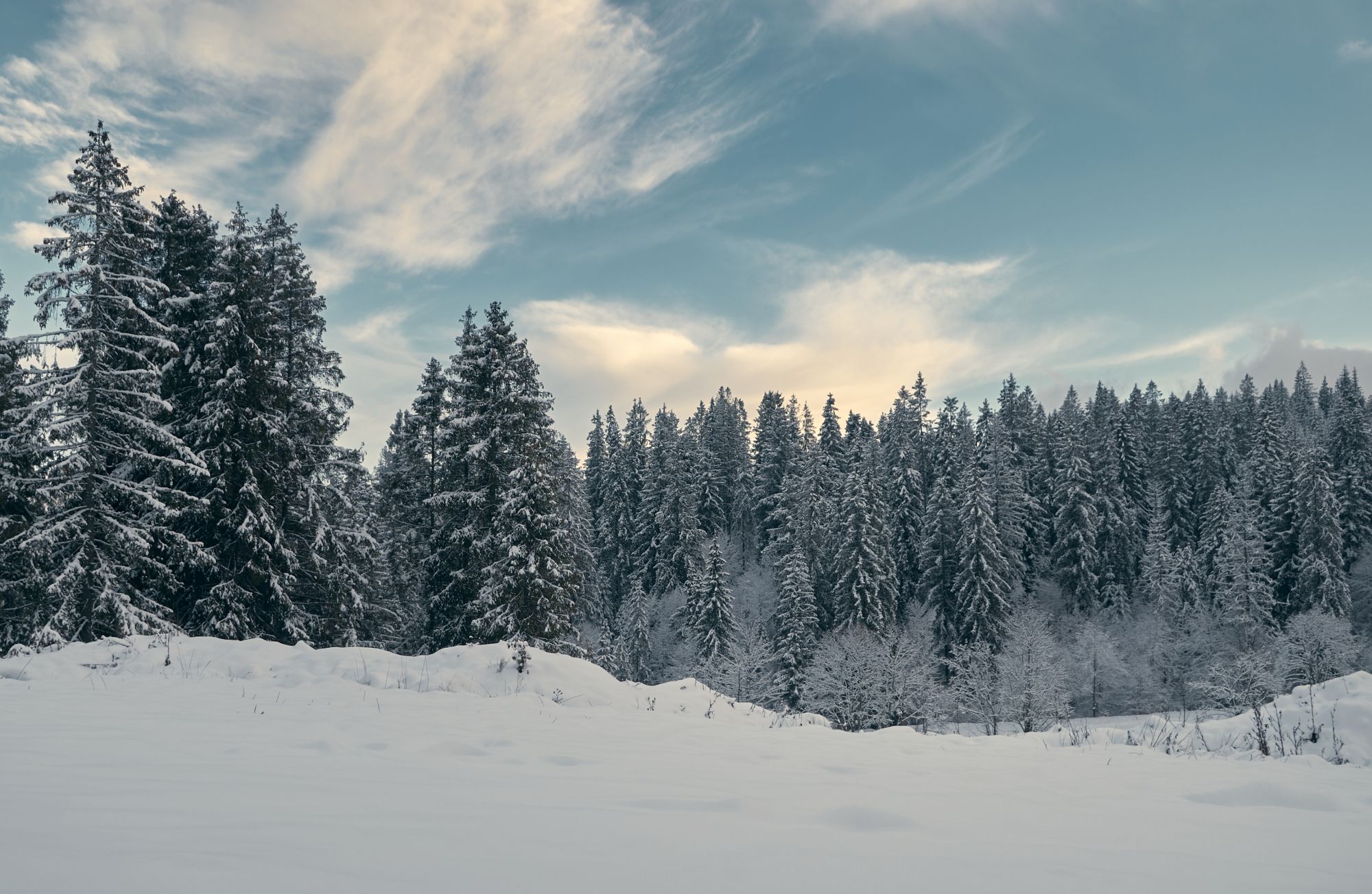 DSC_7549.jpg