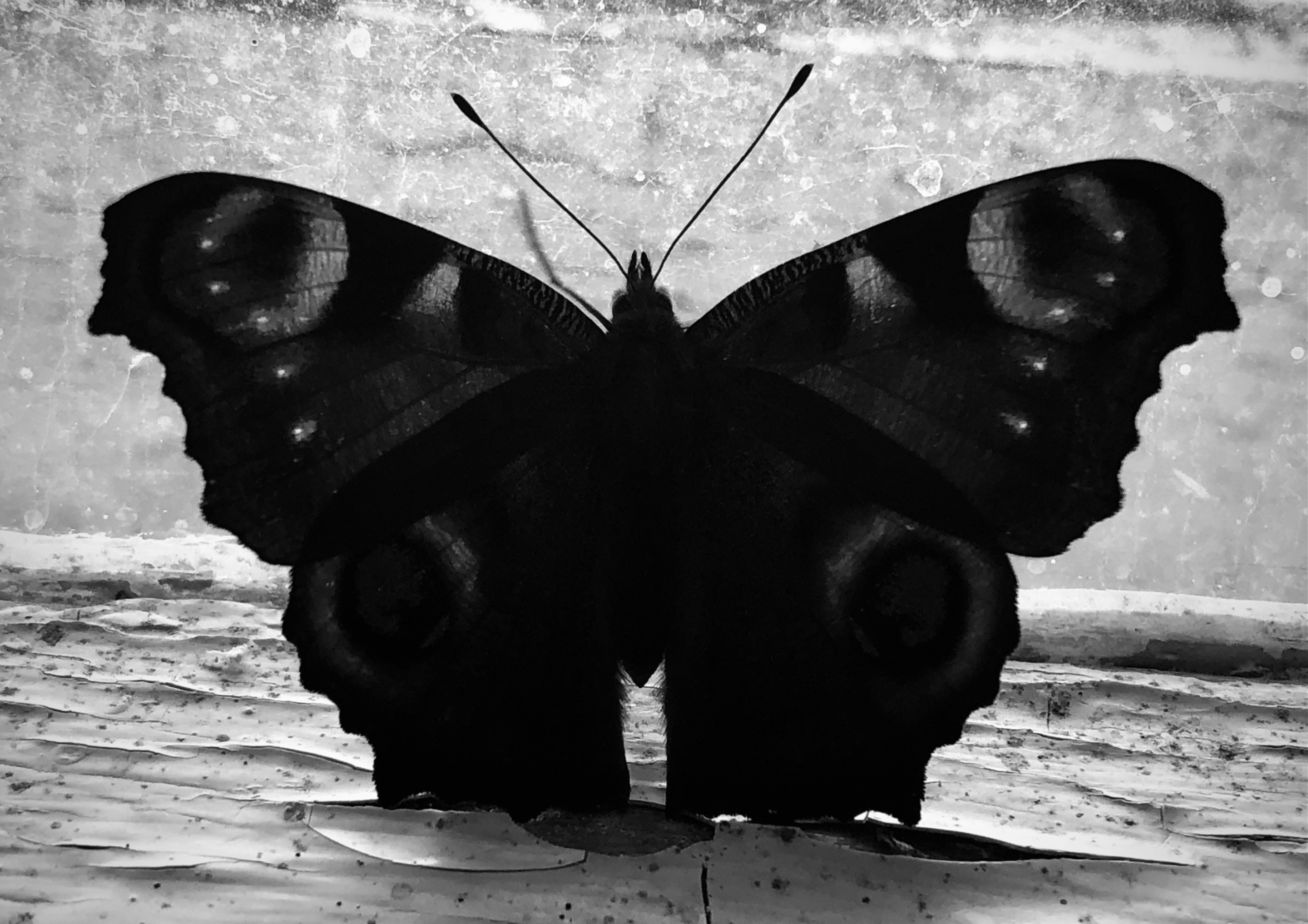 B1EAE839-6DE7-4A61-9E4F-E309074FA19D.jpeg