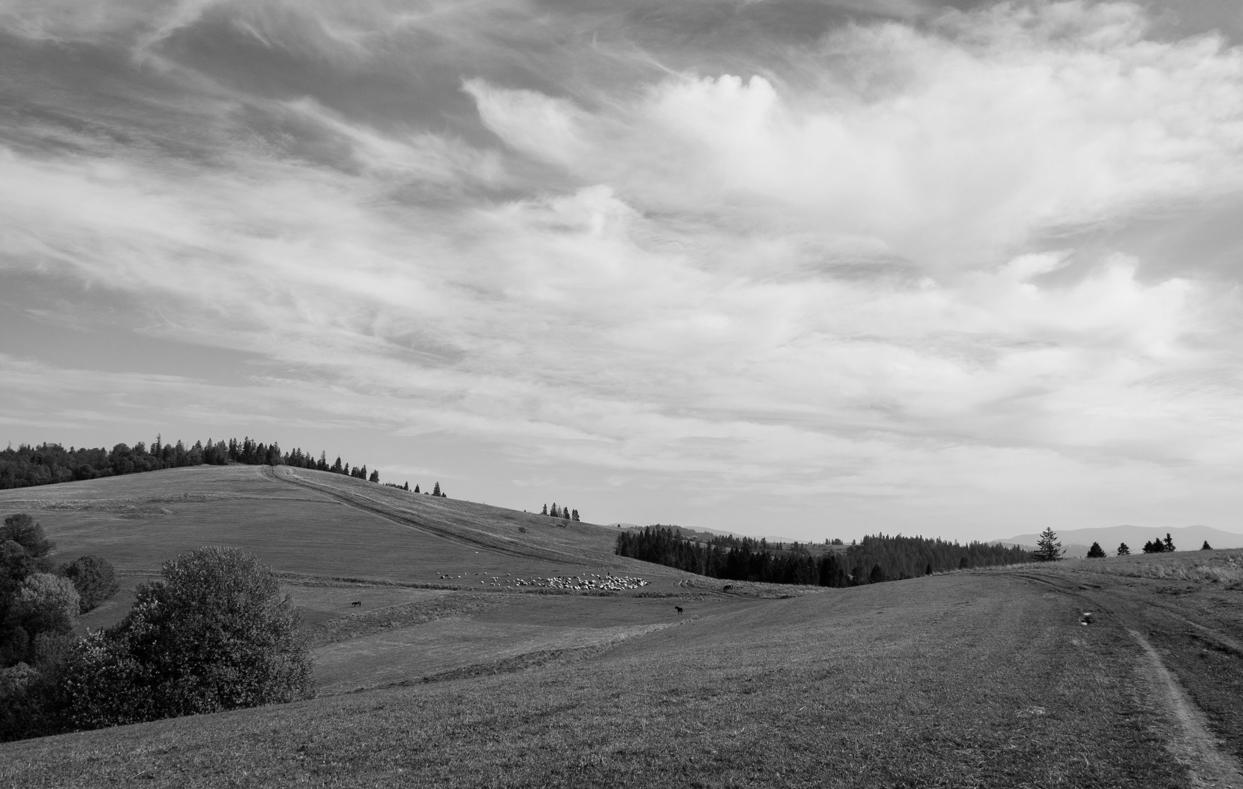 DSC_8654.jpg