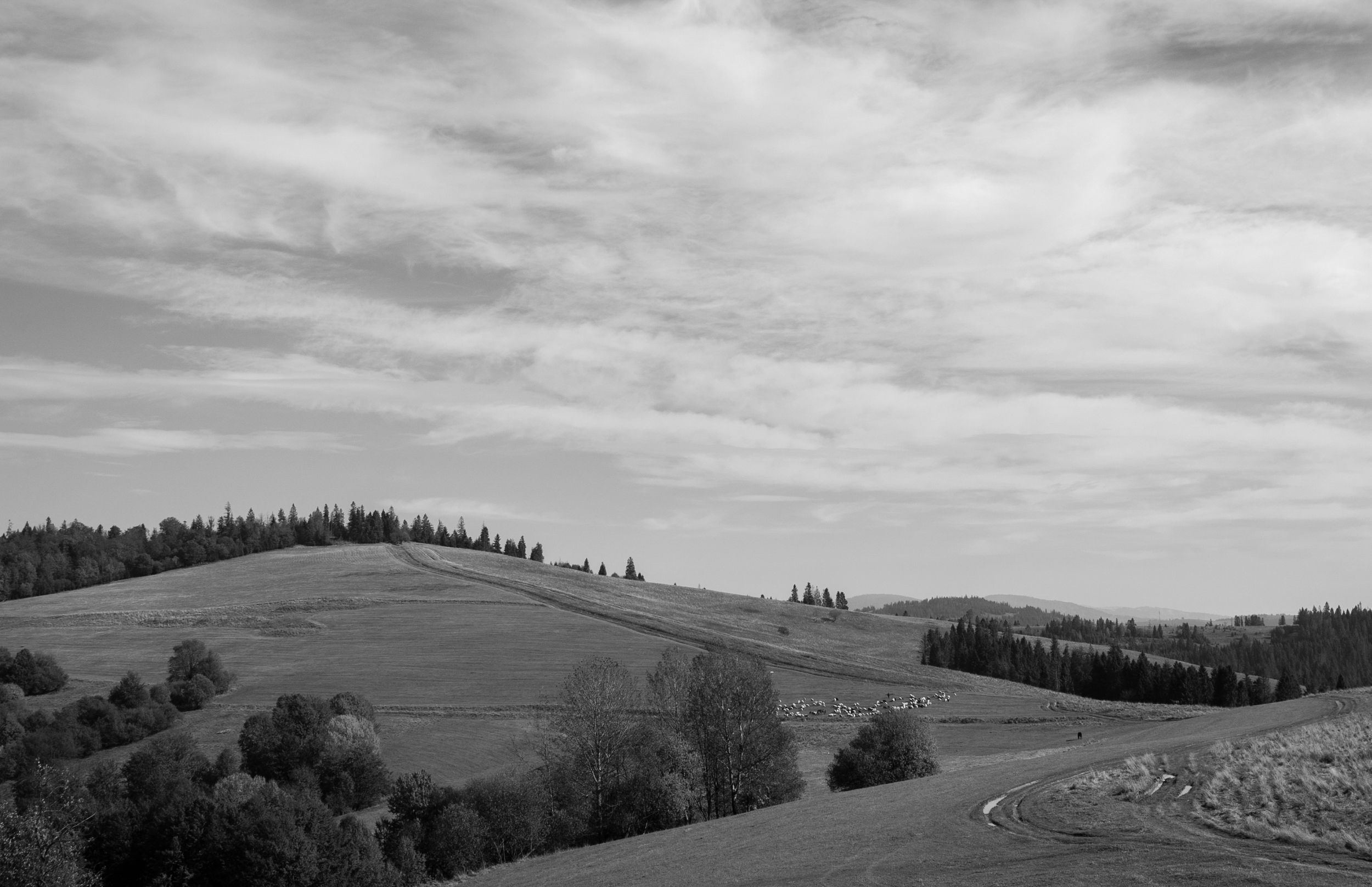 DSC_8646.jpg