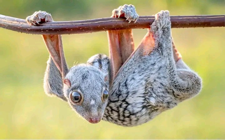 “The Malayan Colugo: Master of the Forest Canopy”
