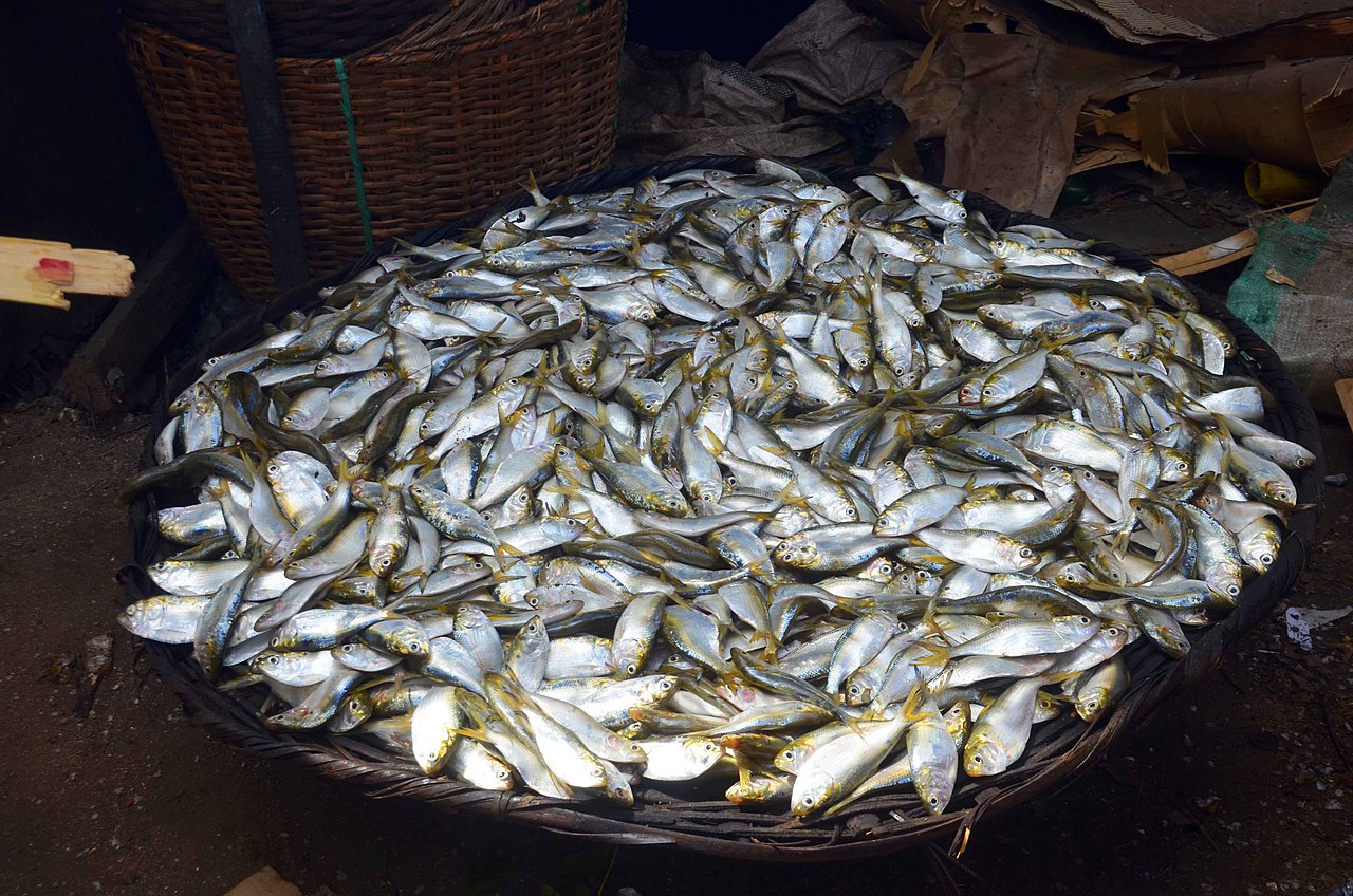 About_to_roast_makoko.jpg