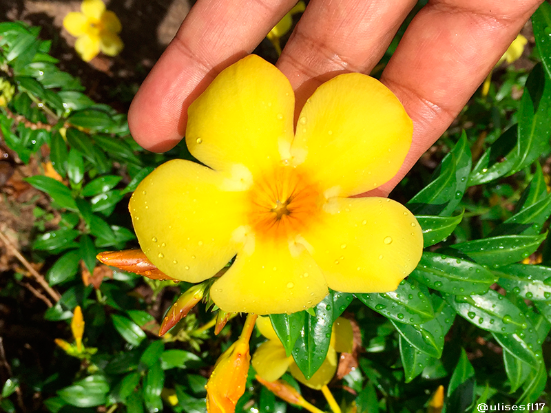 Floramarilla1.png