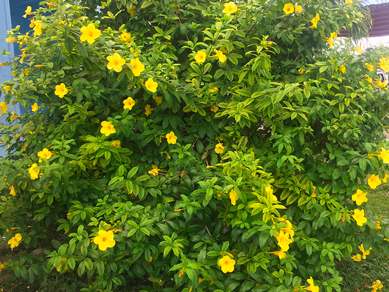 Floramarilla8.png