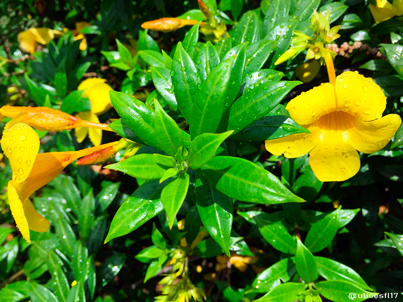 Floramarilla6.png