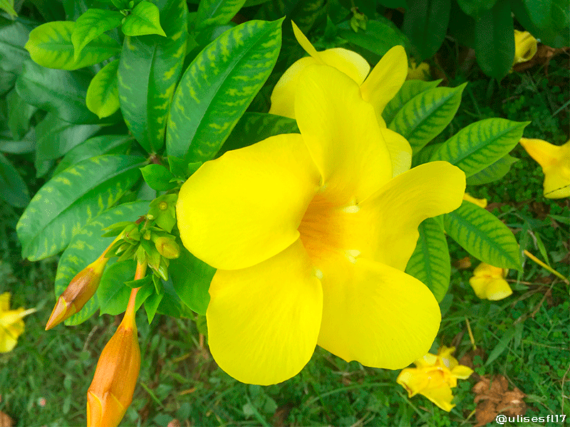 Floramarilla3.png