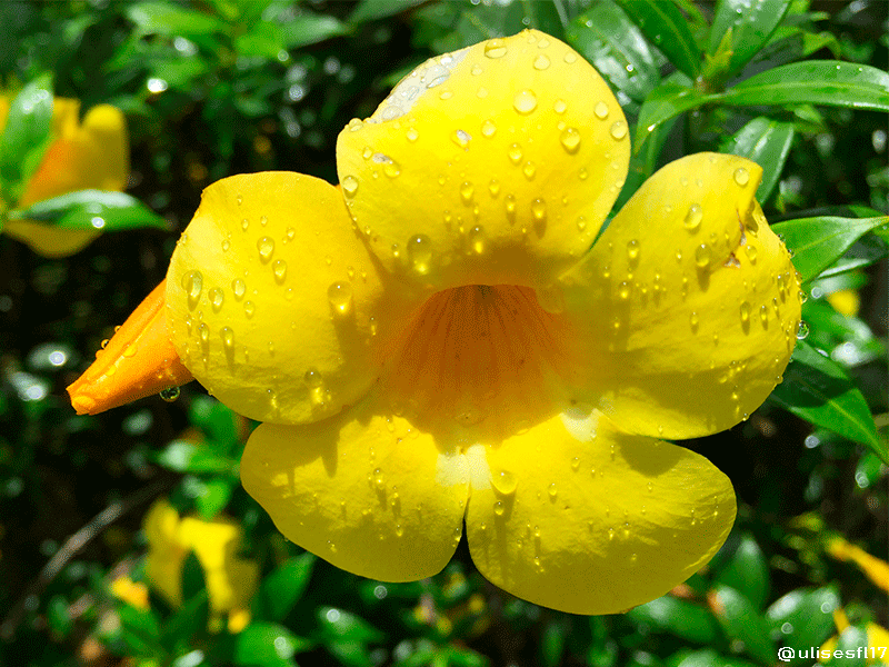 Floramarilla5.png