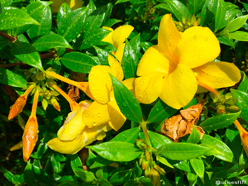 Floramarilla7.png