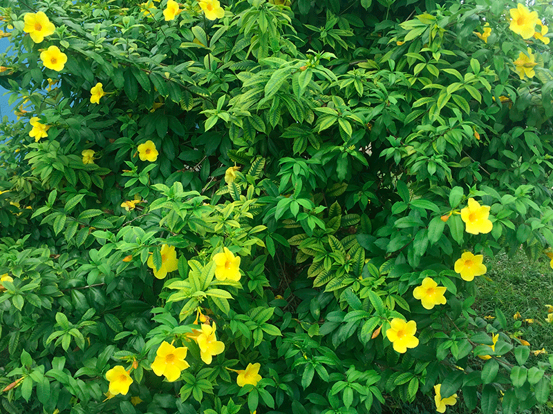 Floramarilla2.png