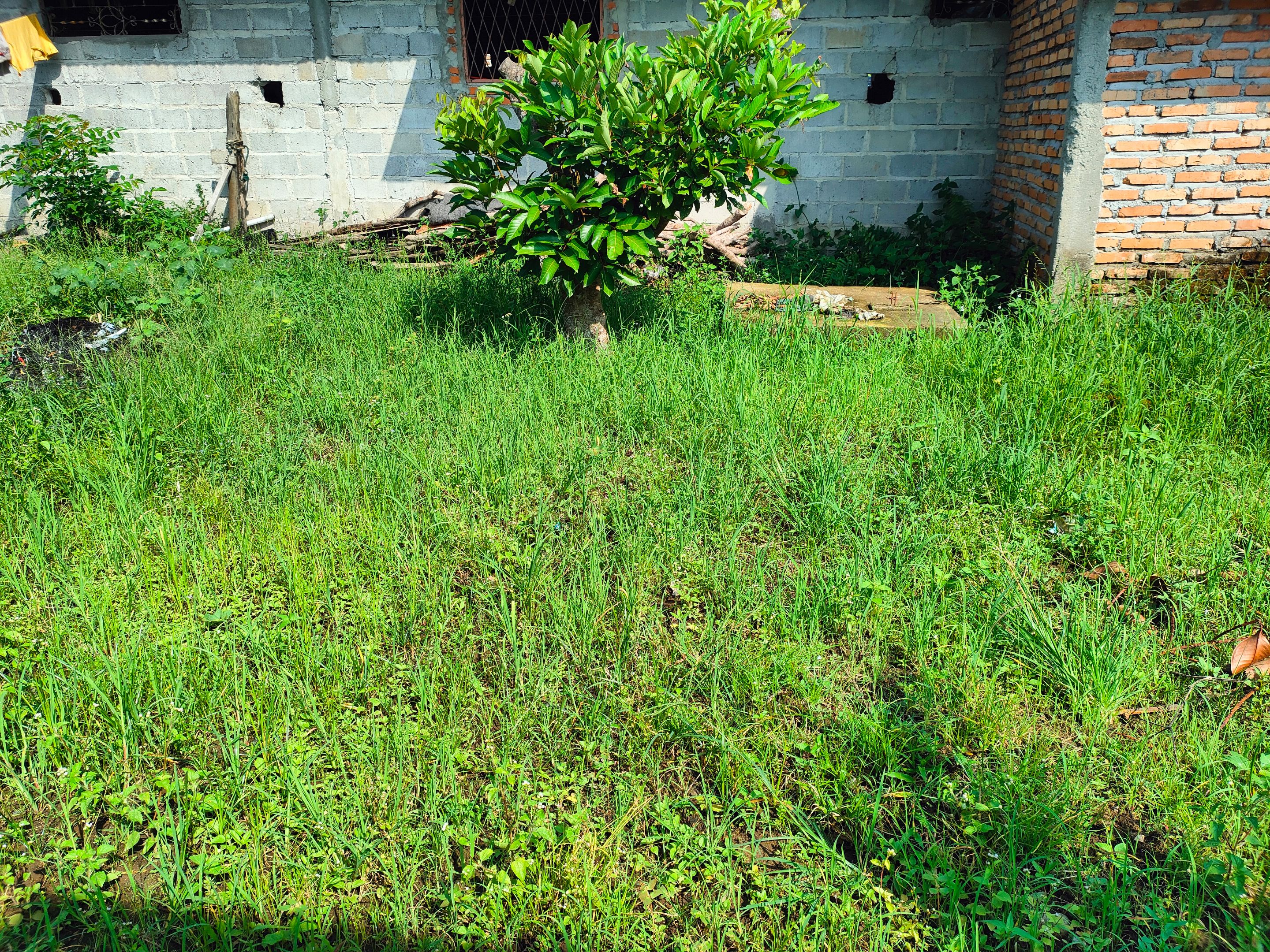 @umirais/plant-lemon-grass-to-eradicate-weeds-and-take-advantage-of-vacant-land