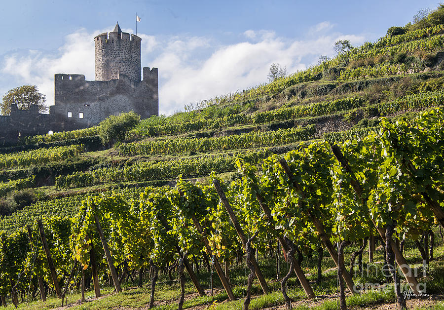 5-alsace-vineyards-yefim-bam.jpg