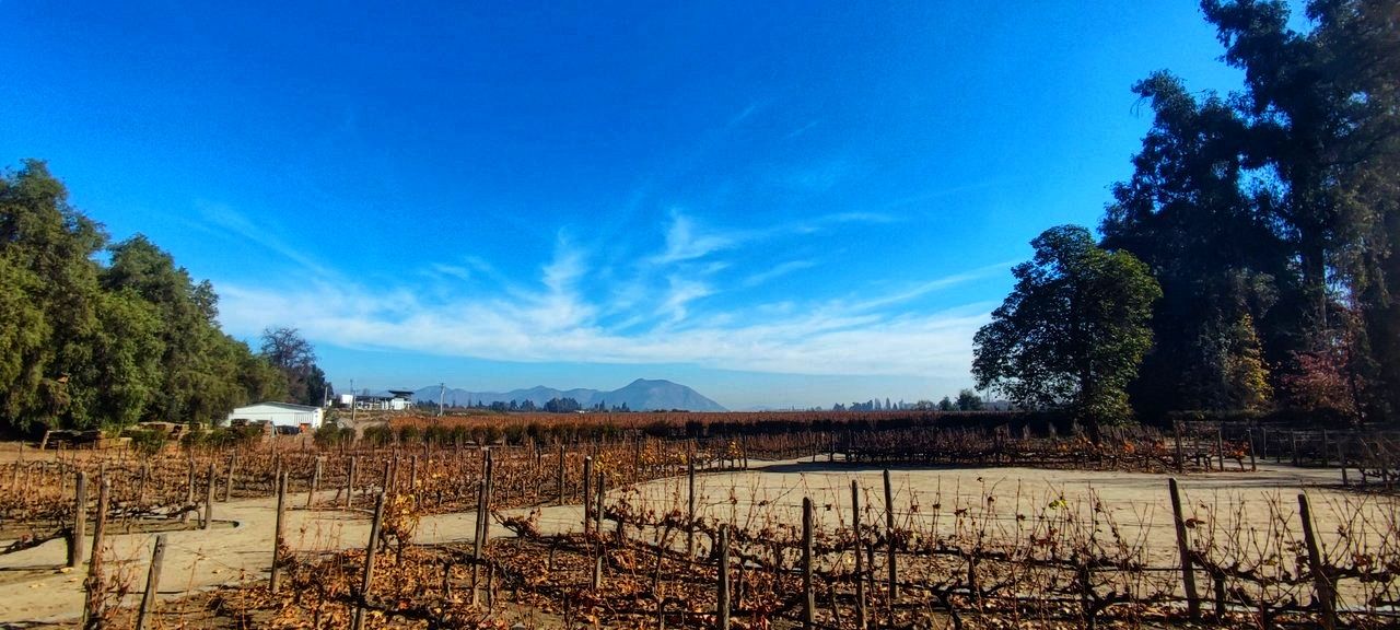 Vineyards