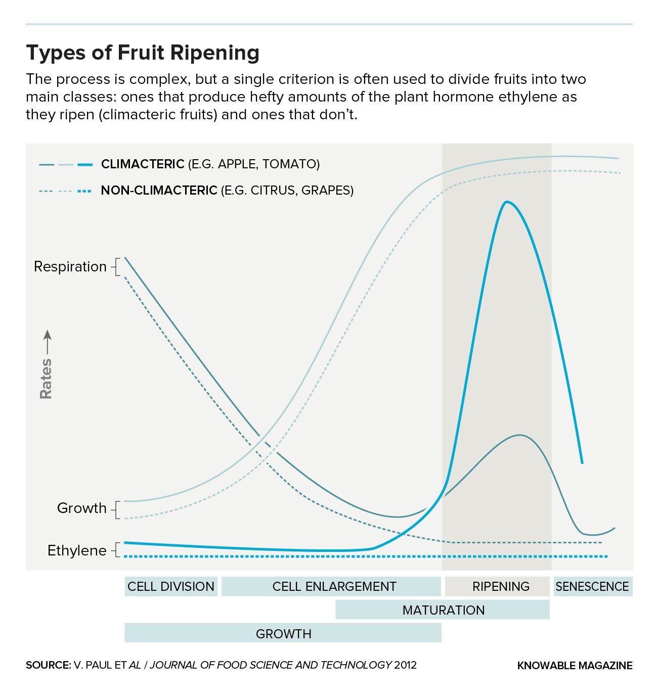media_fruitiripen-ethylene.jpeg