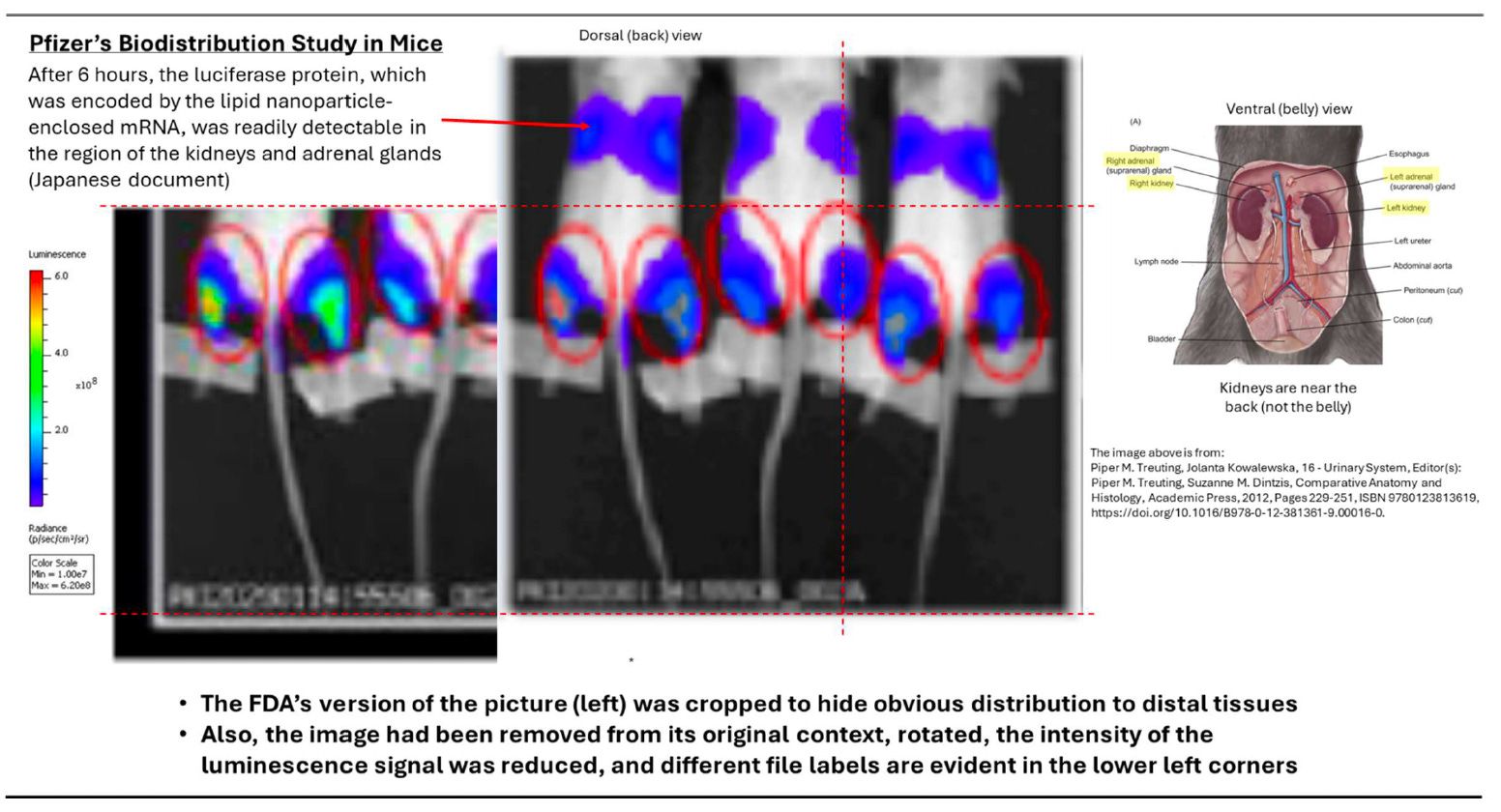 FDAImageManipulation.jpg