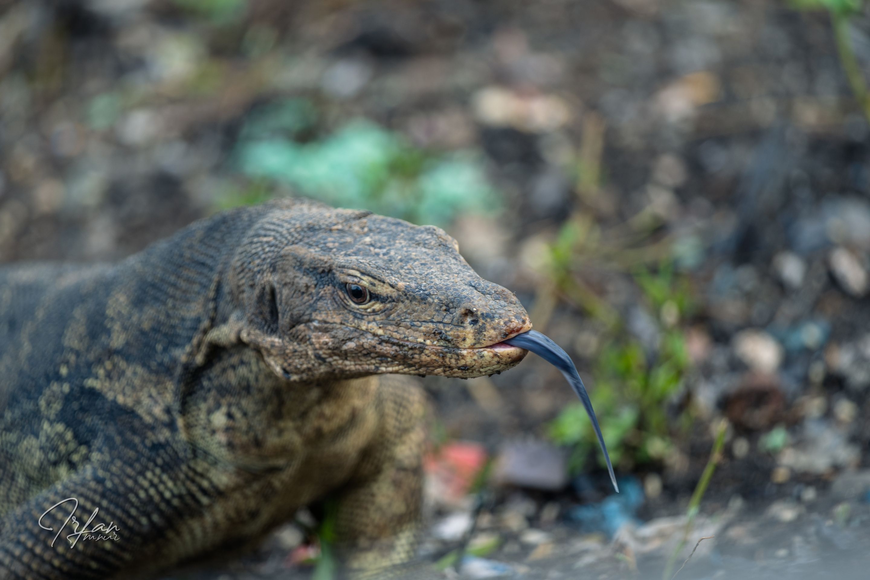 8 Monitor lizard (7).jpg