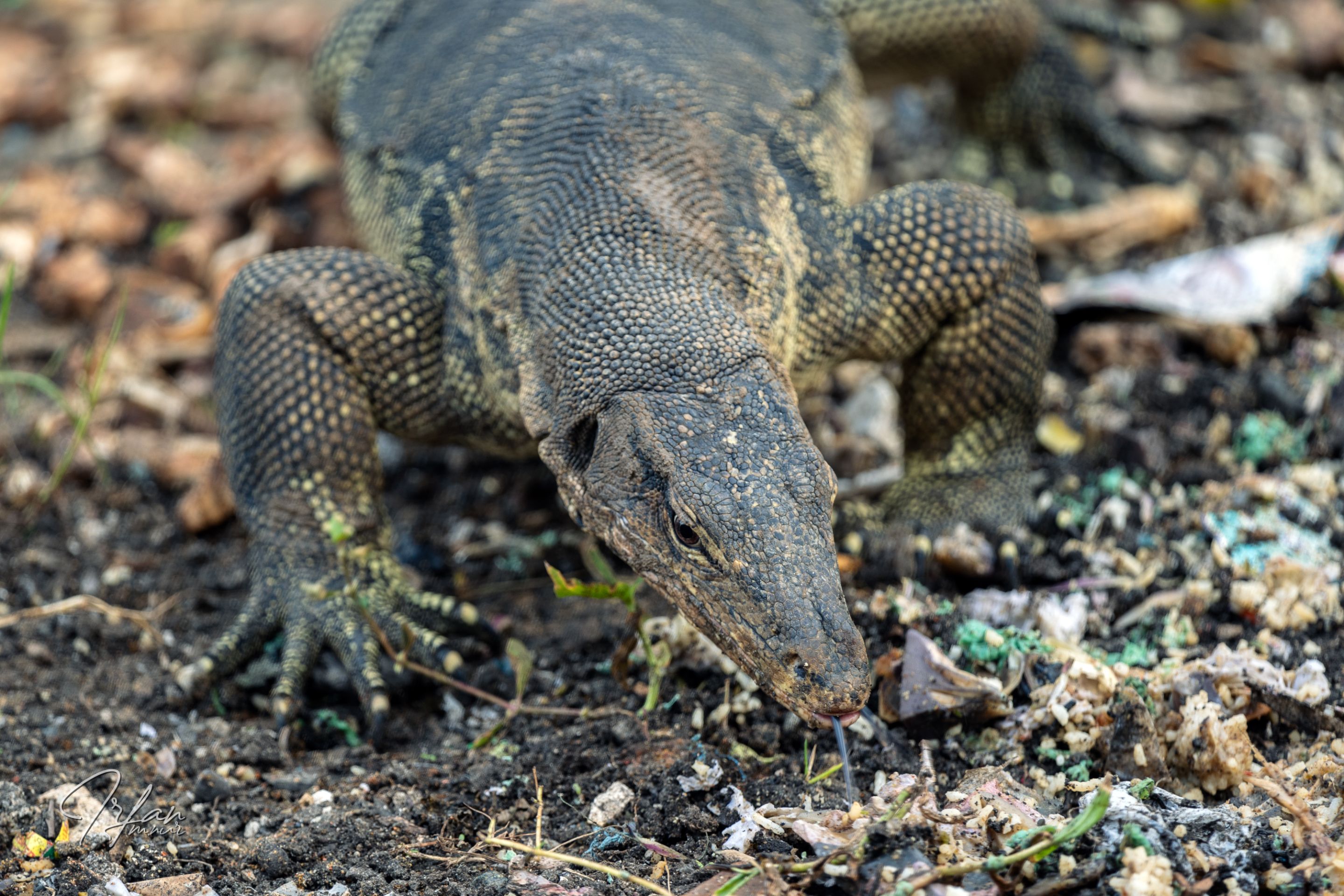10 Monitor lizard (4).jpg