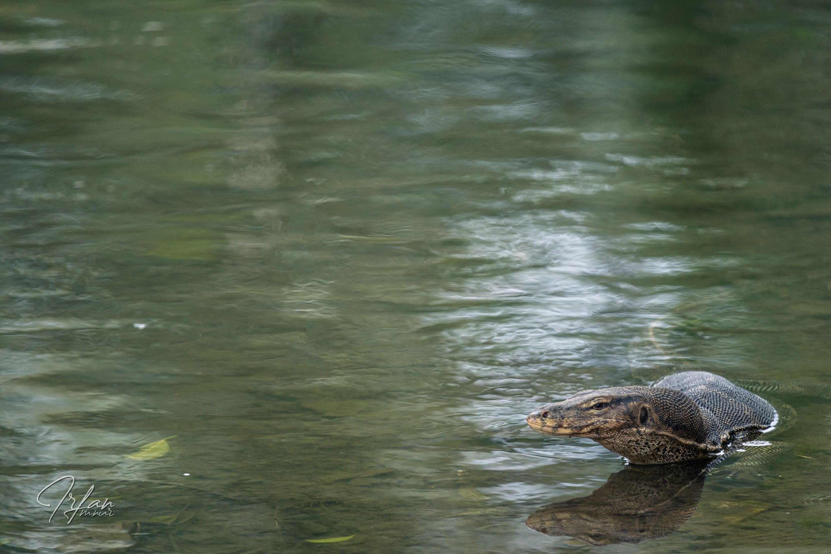 13 Monitor lizard (9).jpg