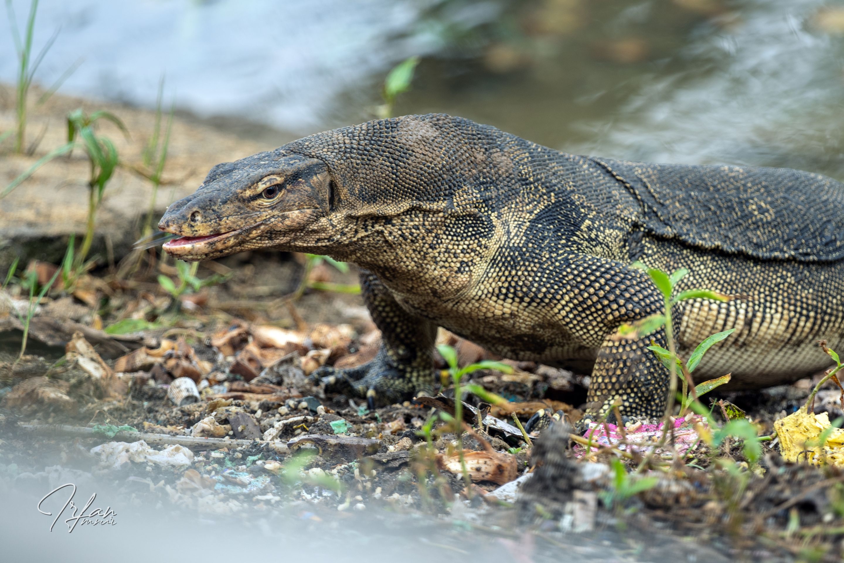 9 Monitor lizard (3).jpg