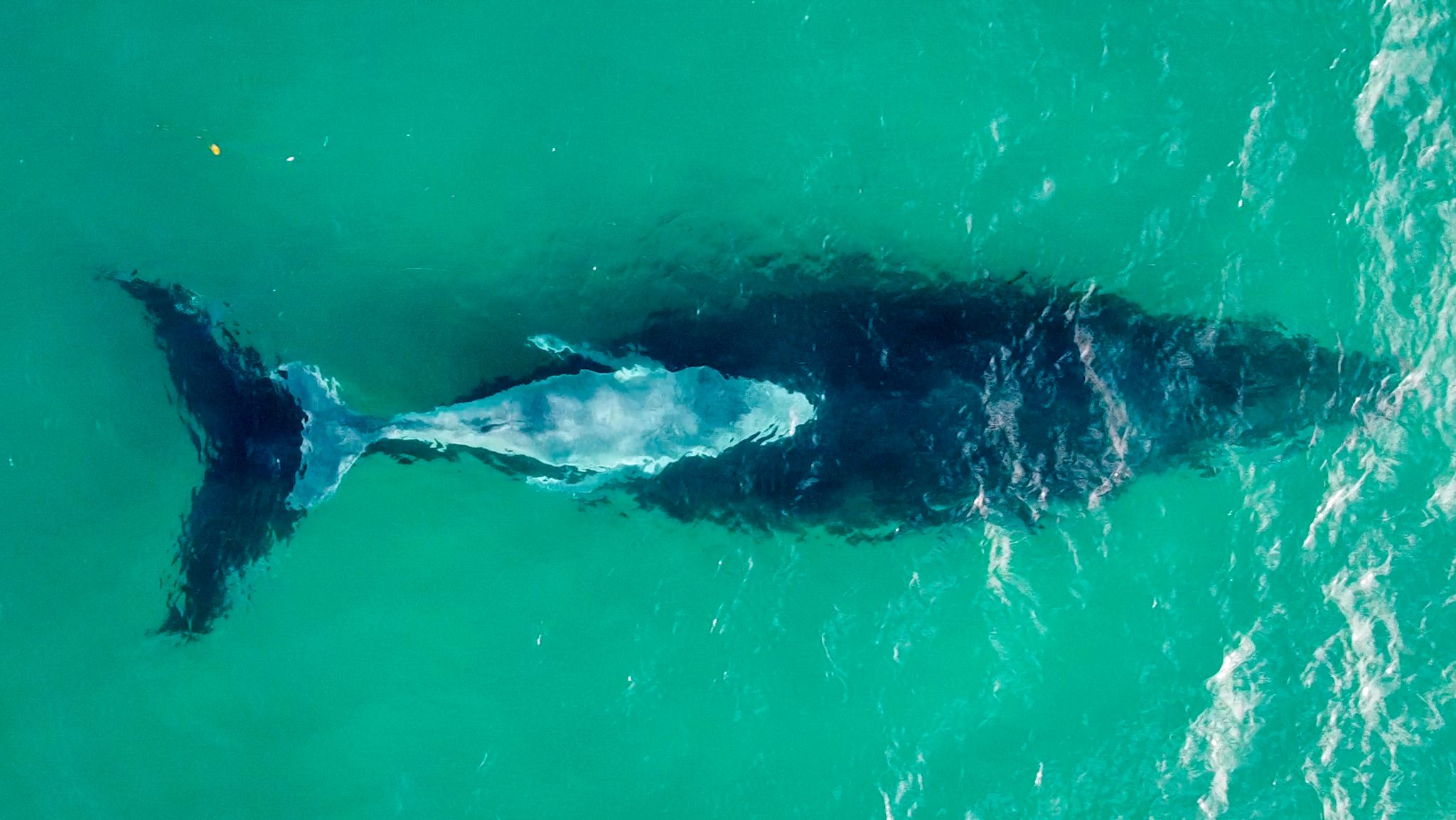 whale 17.jpg
