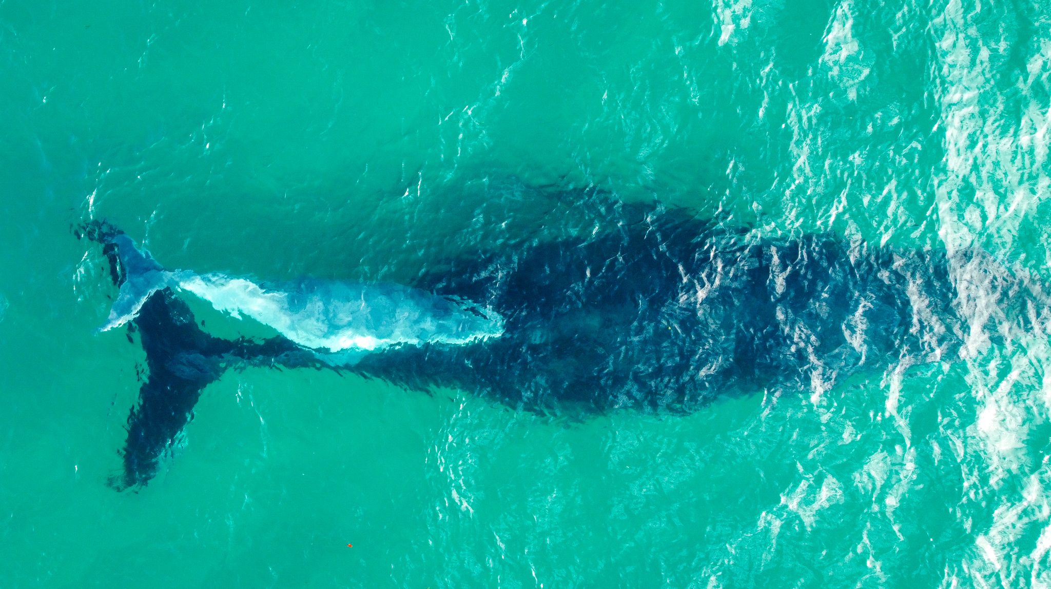DJI_0387.jpg