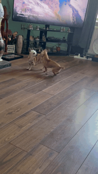 IMG_1316-ezgif.com-optimize+(1).gif