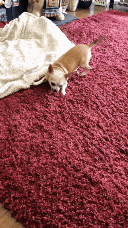 IMG_3686-ezgif.com-optimize+(1).gif