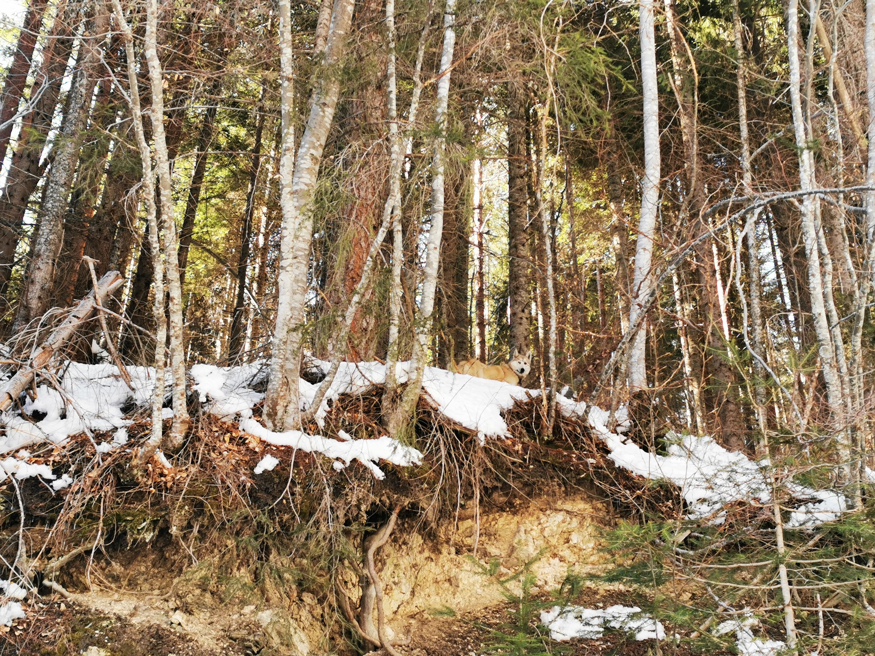 IMG_20220320_145450 - Copy.jpg