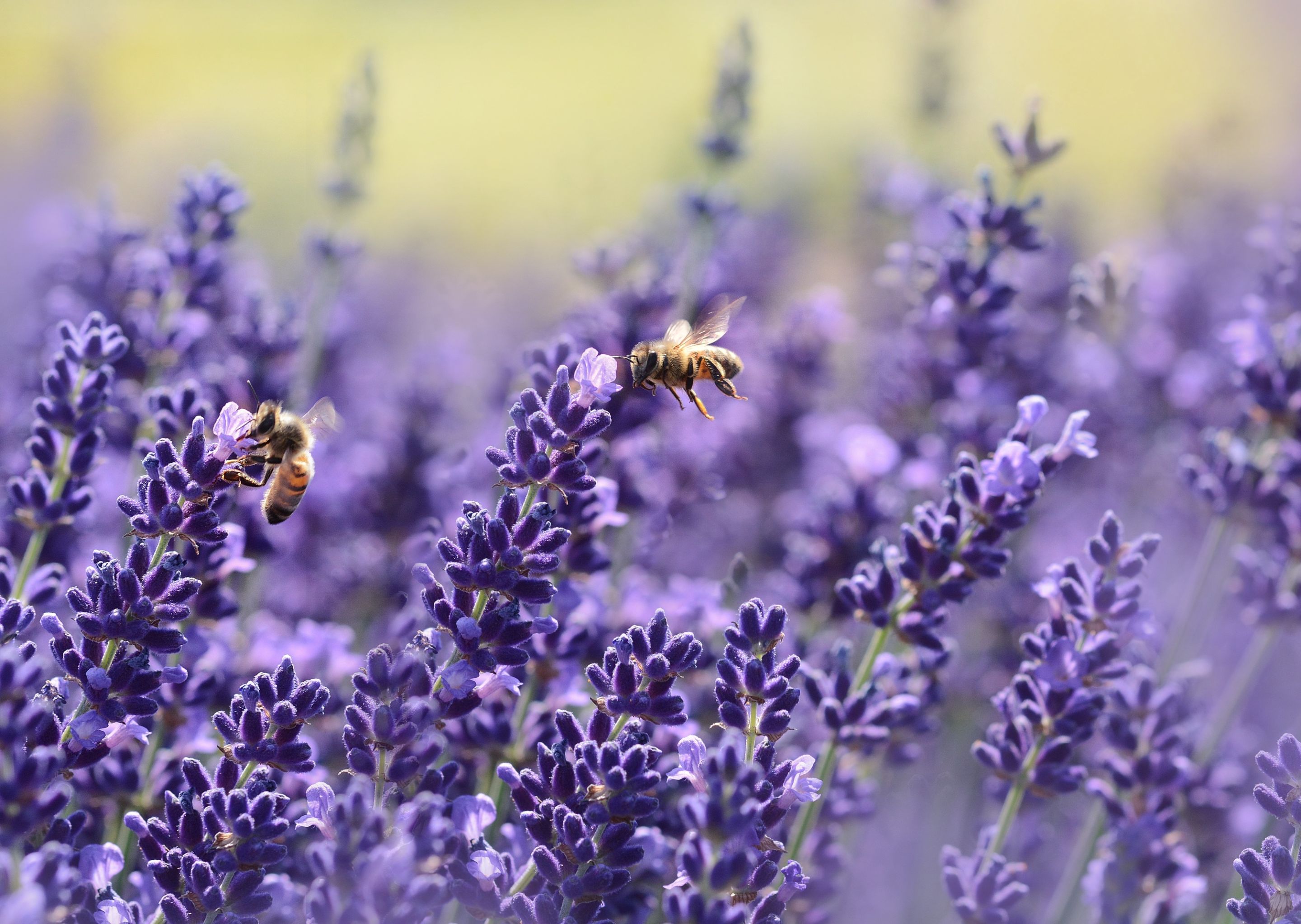 lavenders-1537694.jpg