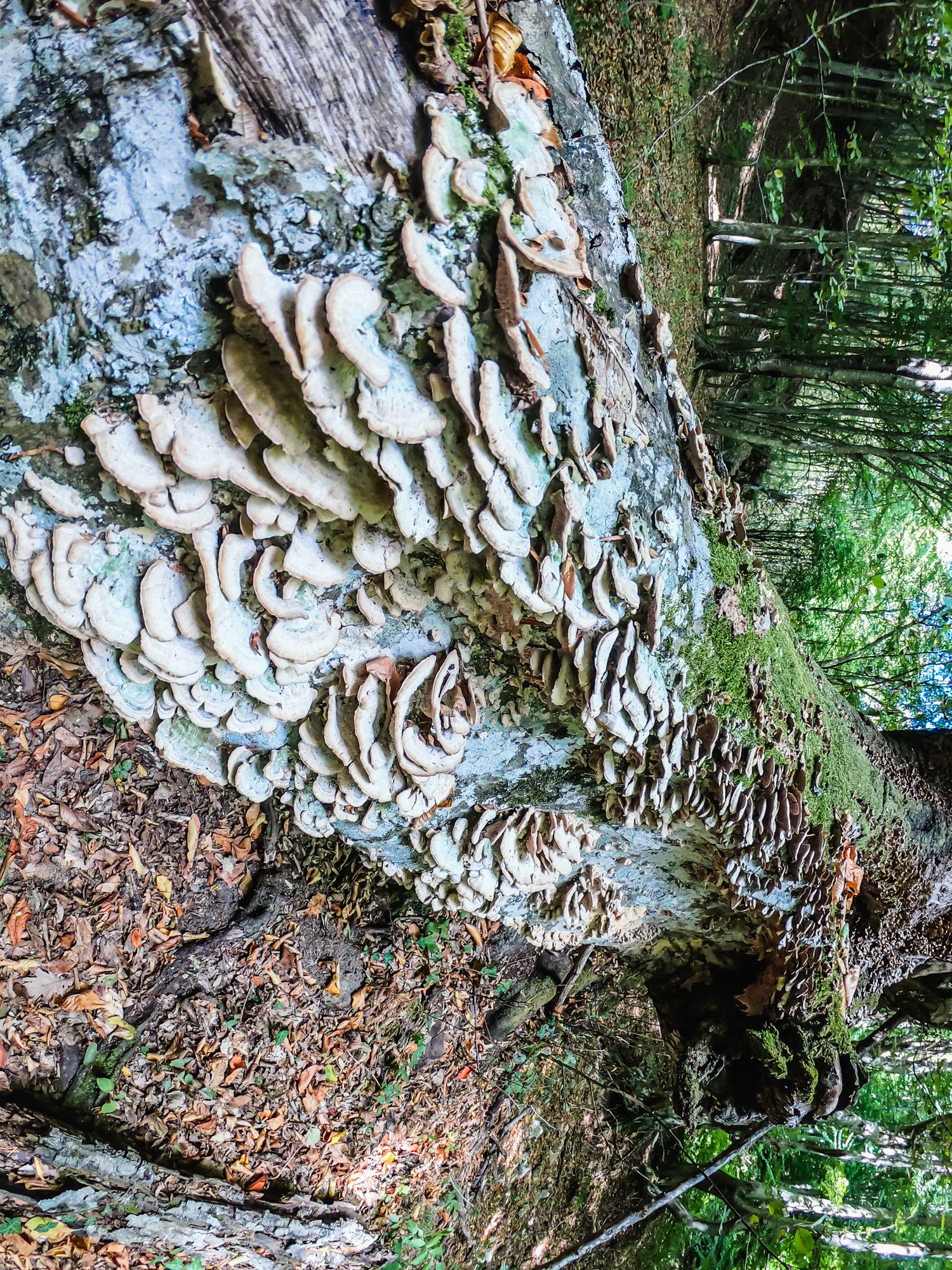 gorska walk (54 of 71).jpg