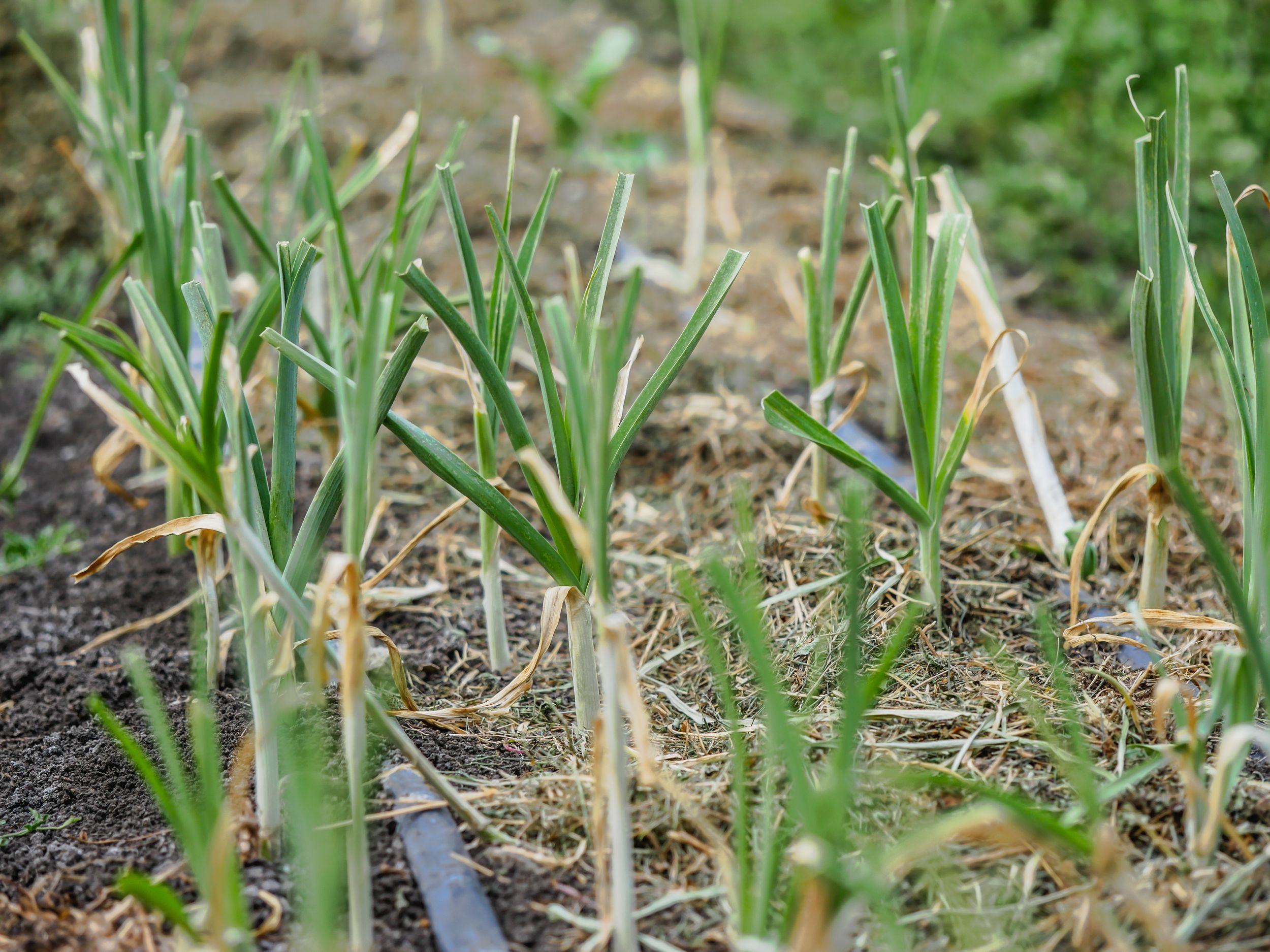 garden_juli (62 of 77).jpg