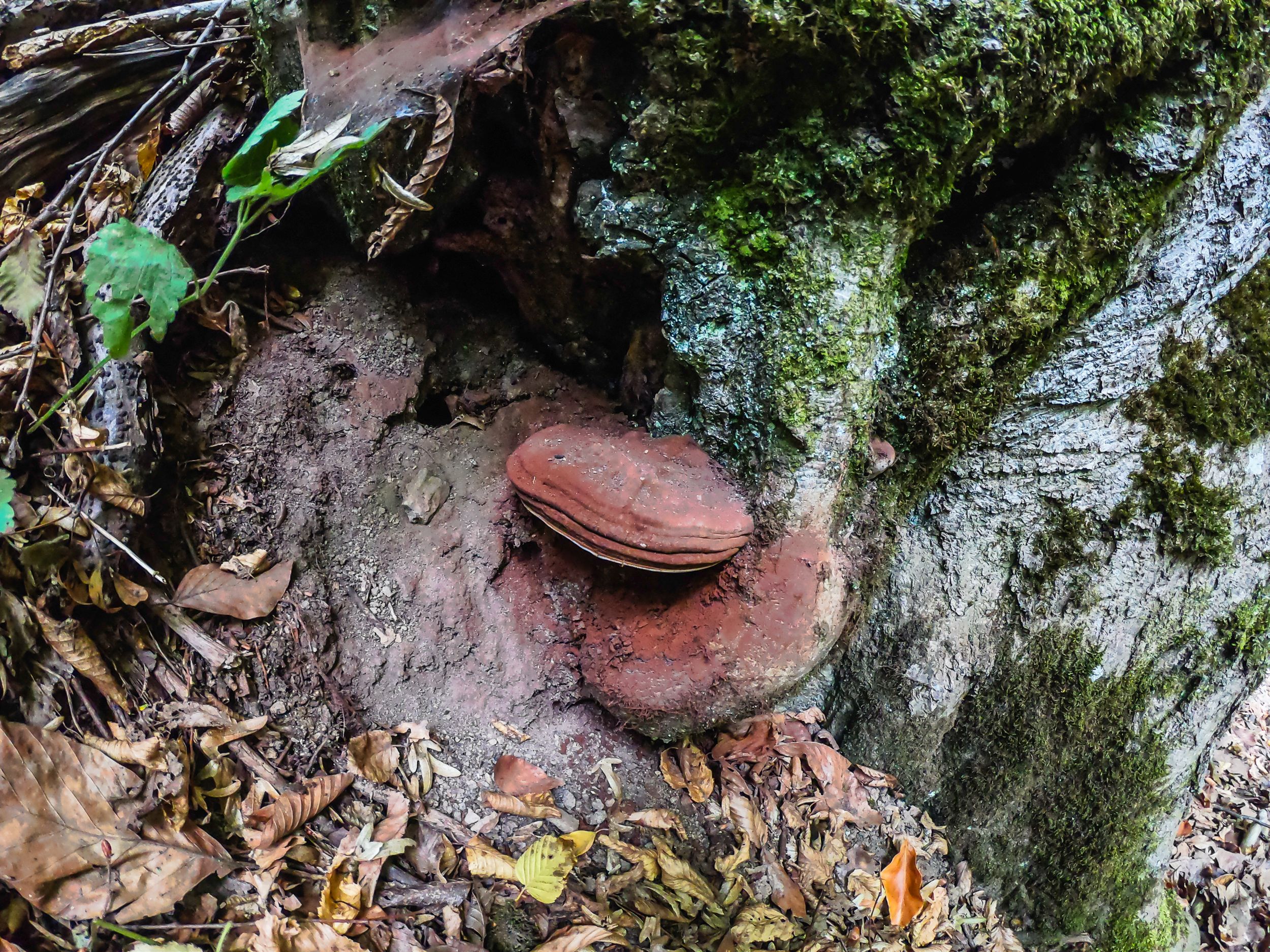 gorska walk (68 of 71).jpg