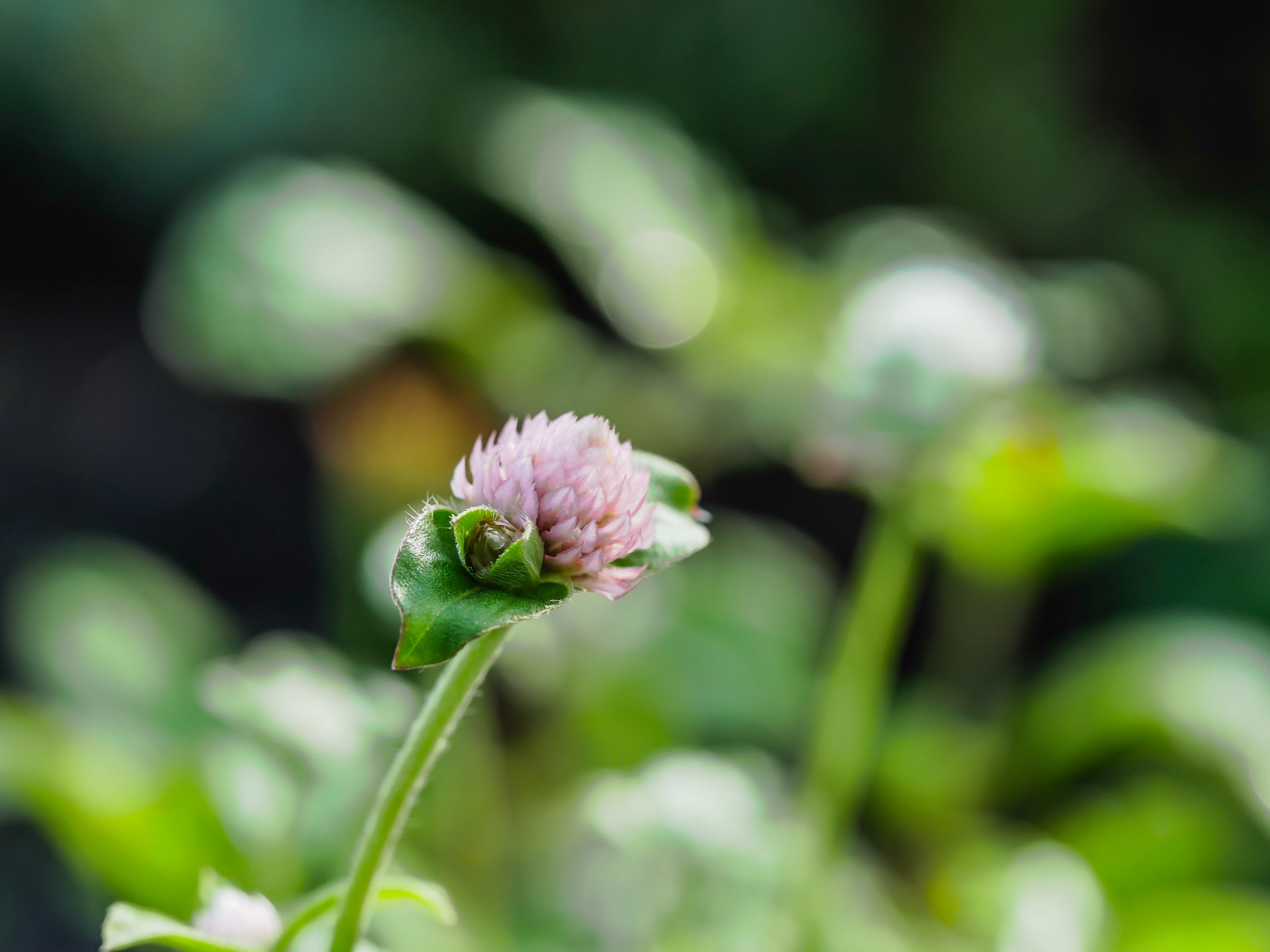 garden (63 of 78).jpg