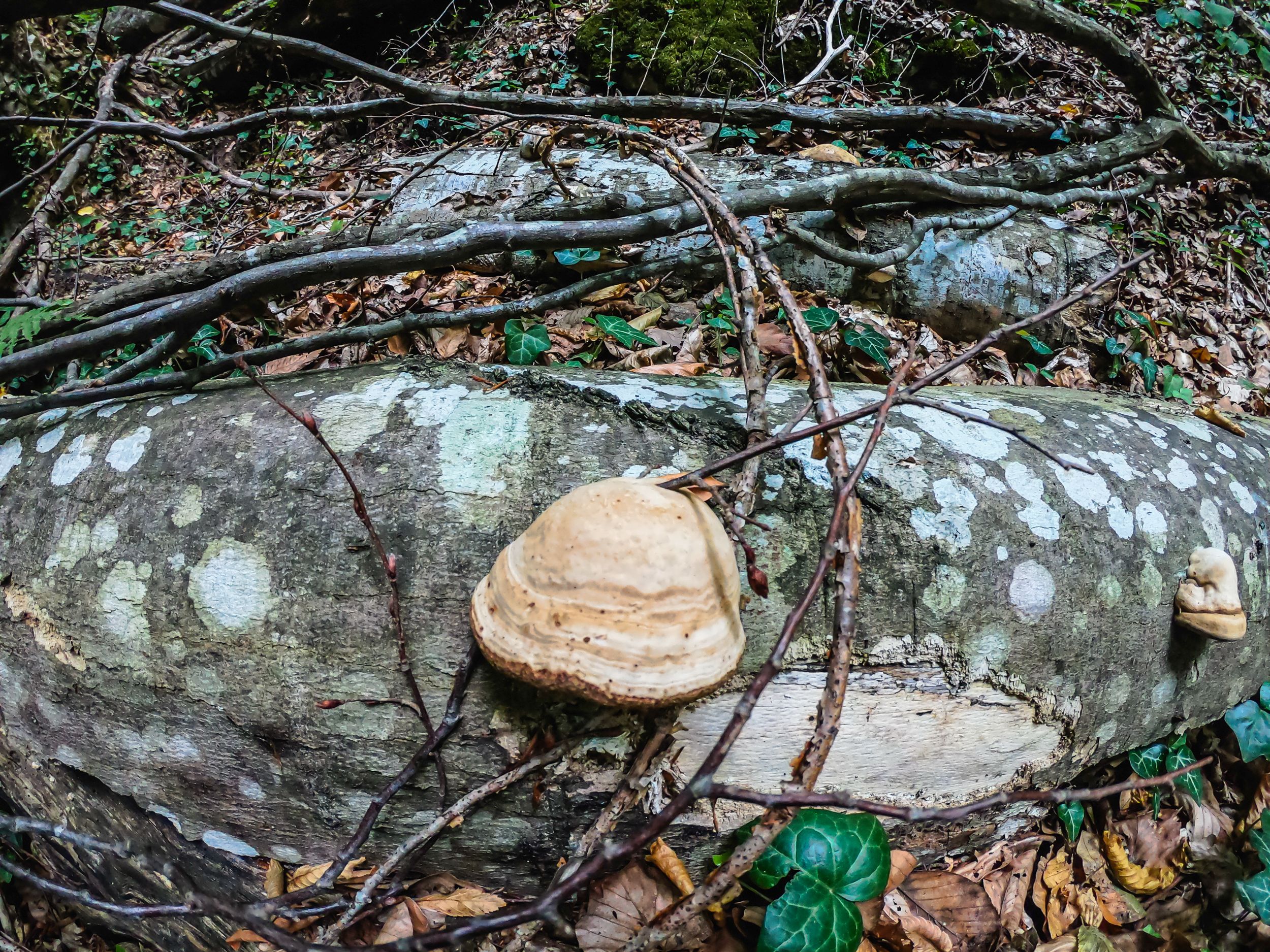 gorska walk (67 of 71).jpg