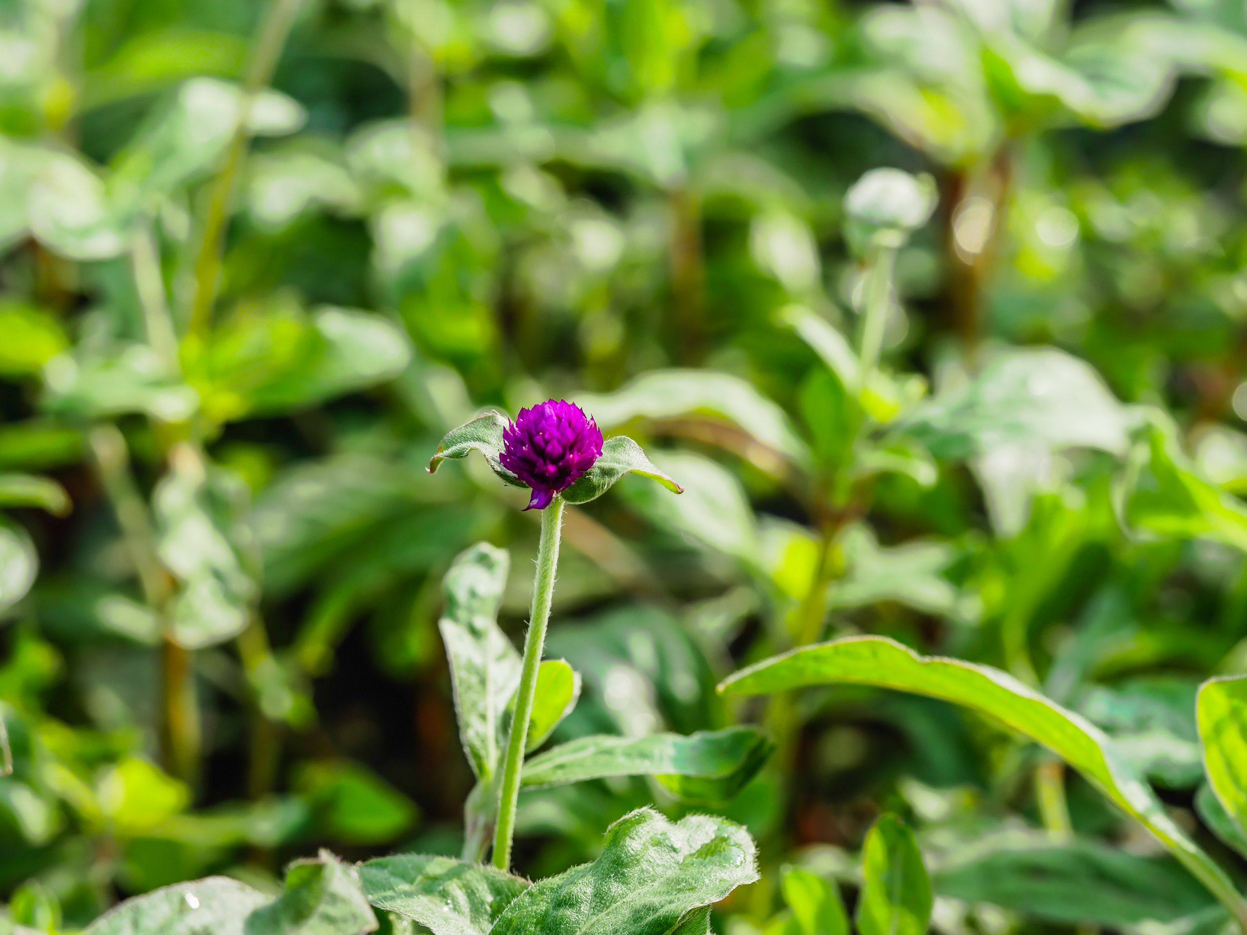 garden (61 of 78).jpg