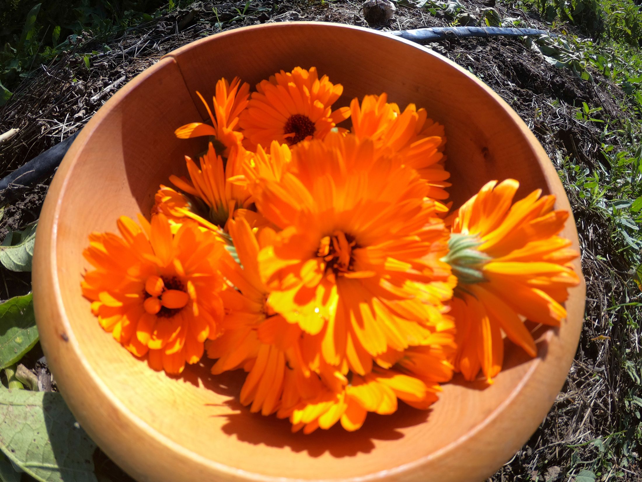 garden (27 of 32).jpg