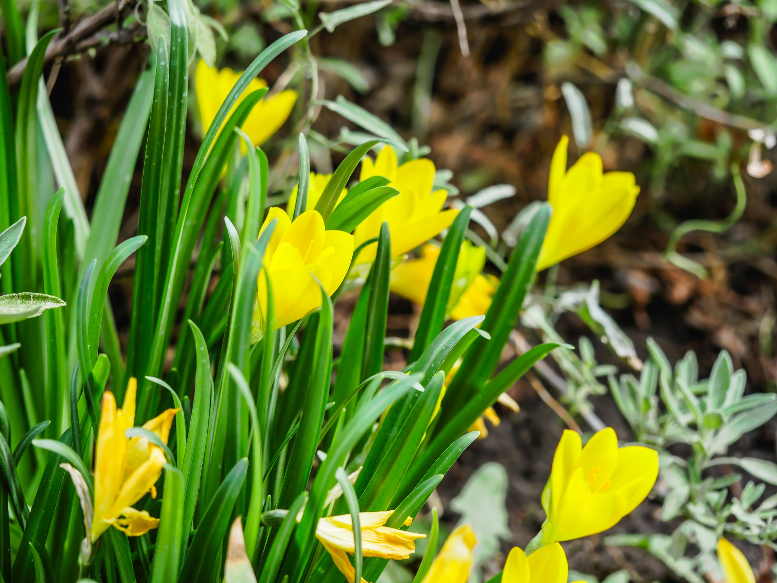garden (25 of 46).jpg