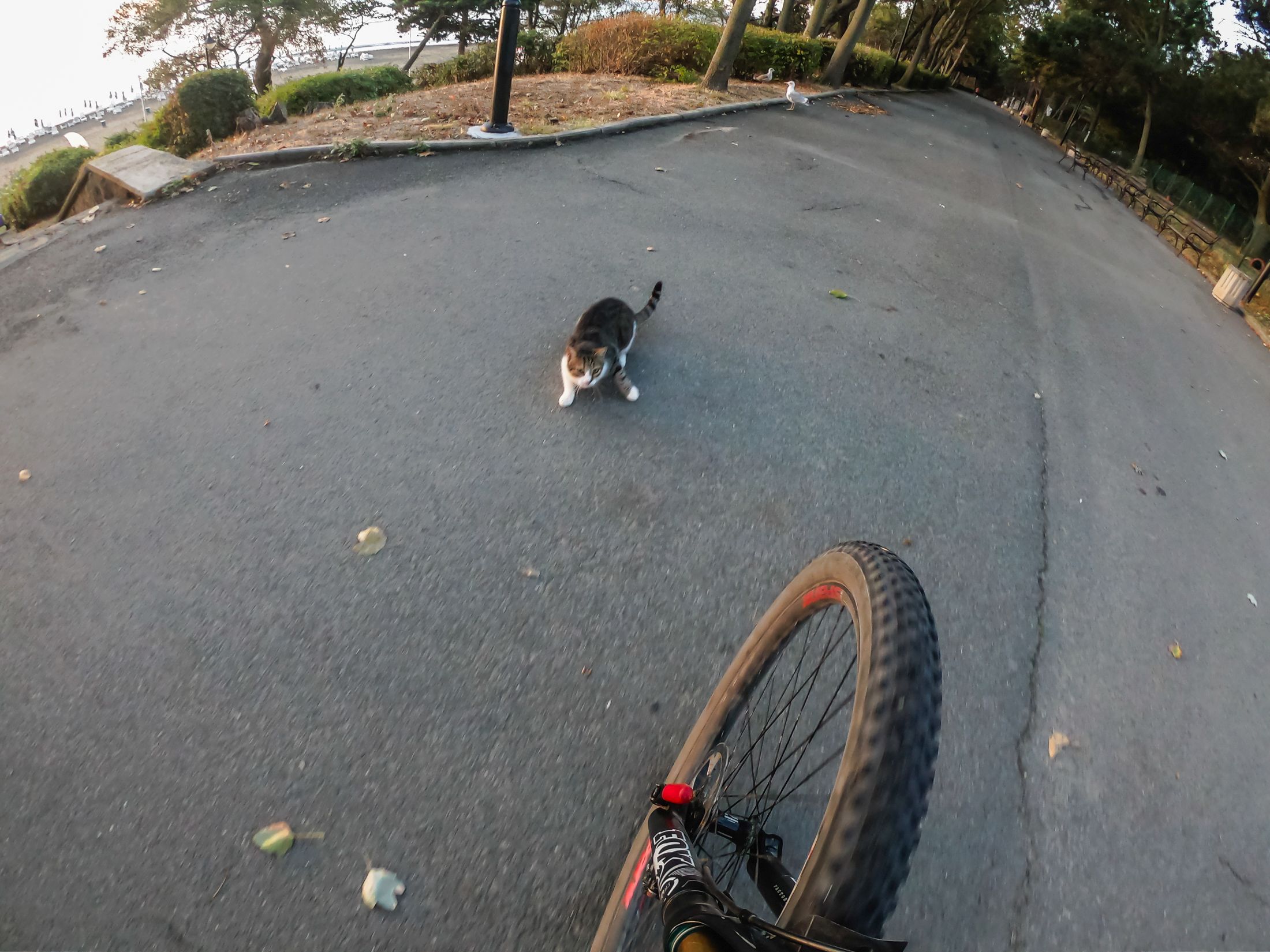 cyc (24 of 56).jpg