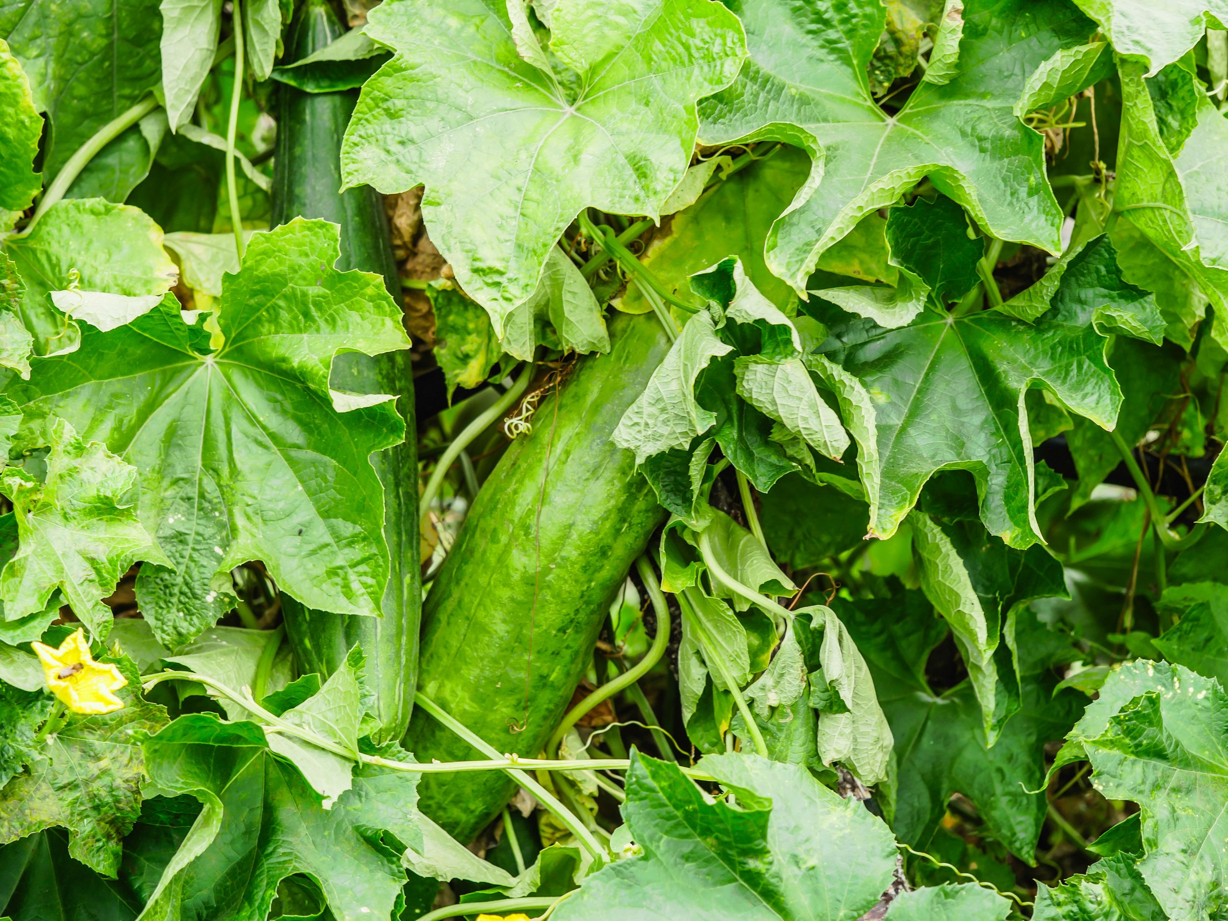 garden (12 of 46).jpg