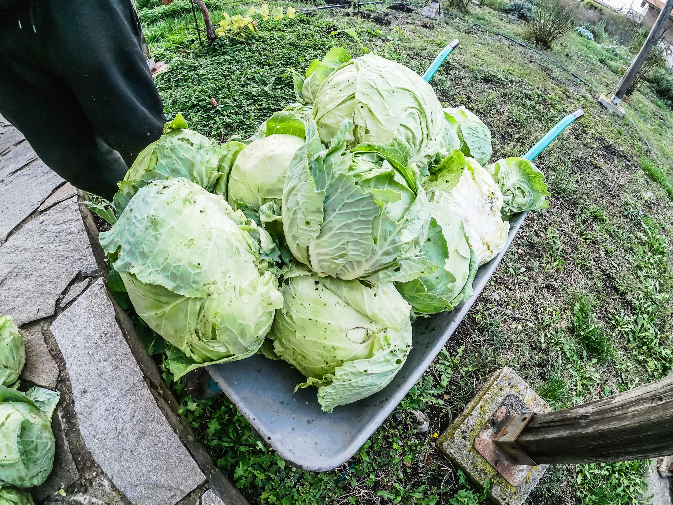 garden (19 of 32).jpg