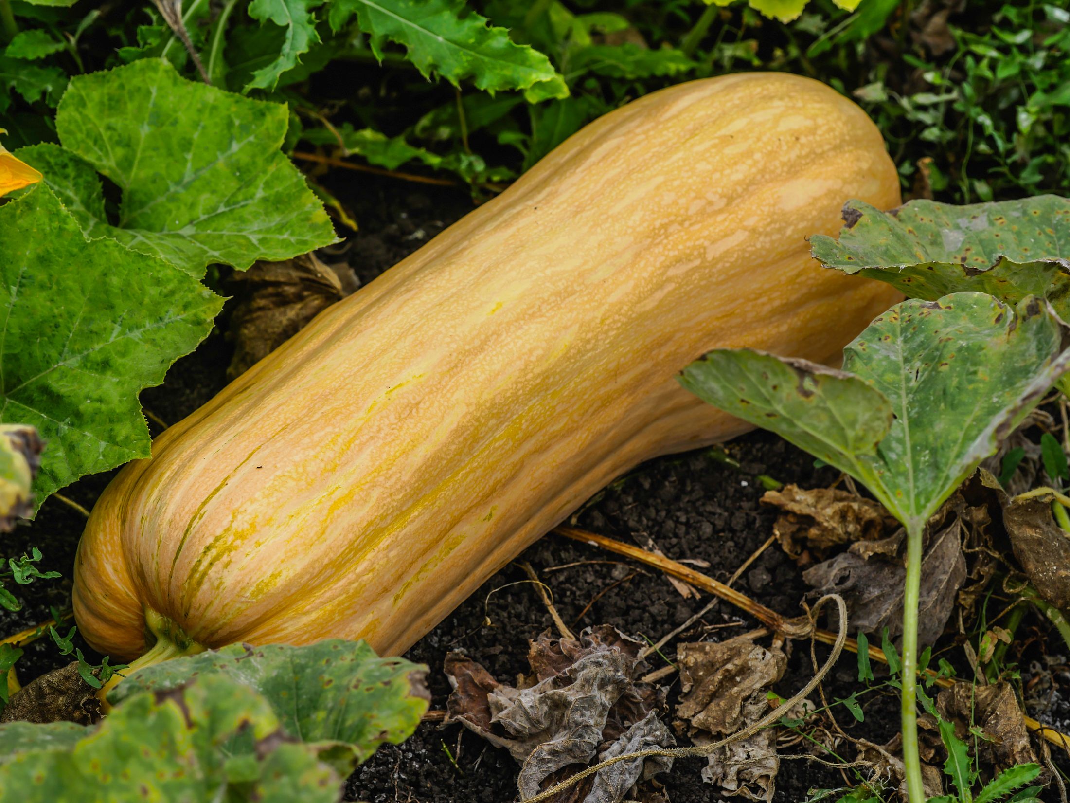 garden (115 of 123).jpg