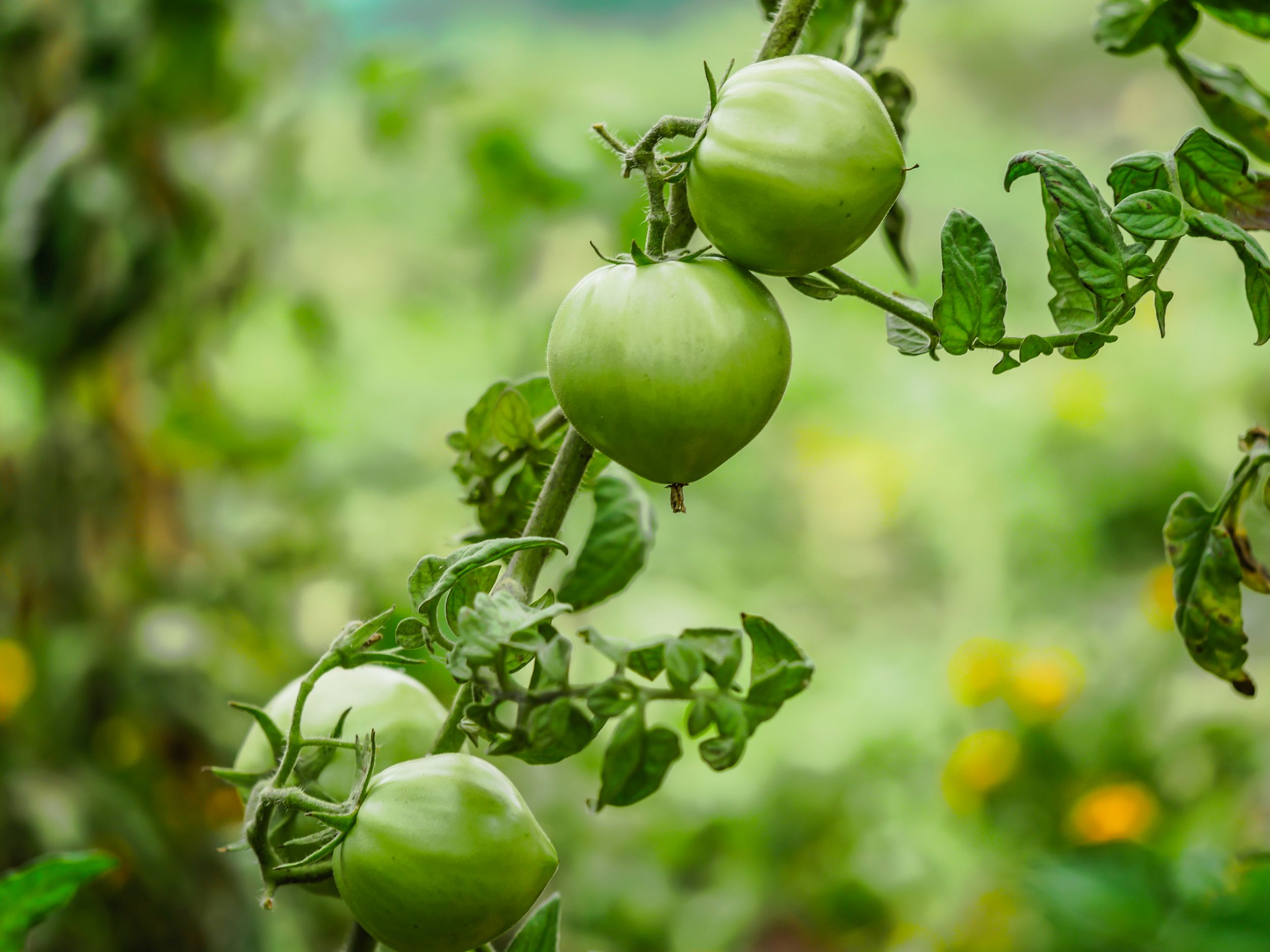 garden (11 of 46).jpg